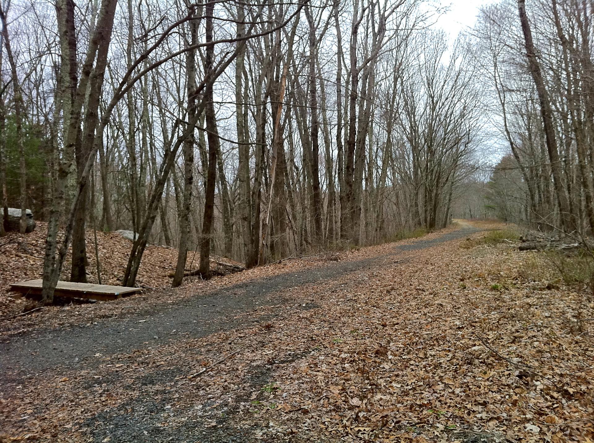 Dirt path through a bare winter forest, covered in fallen leaves.