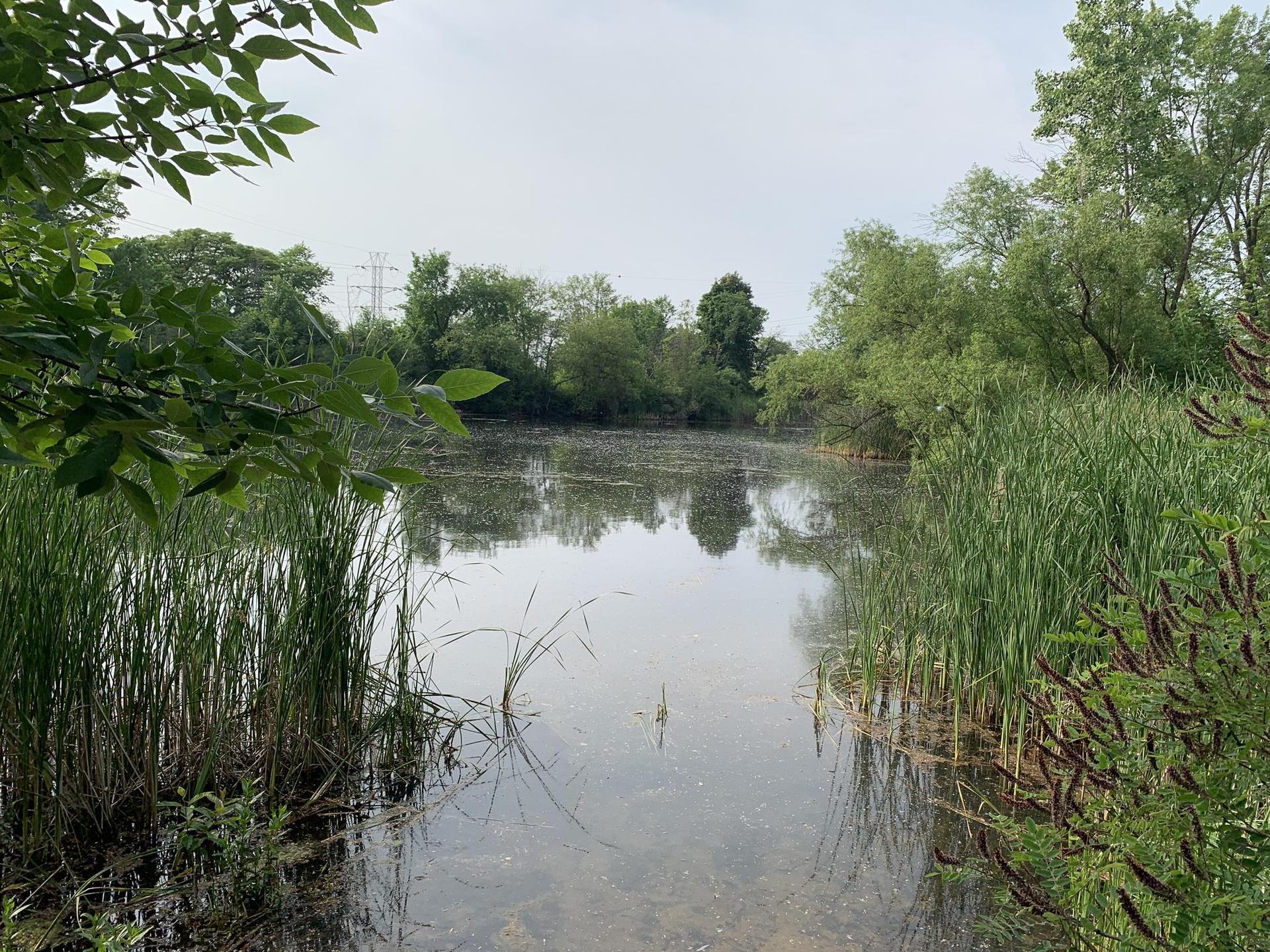 Overcast view of a calm pond surrounded by tall reeds and green trees.