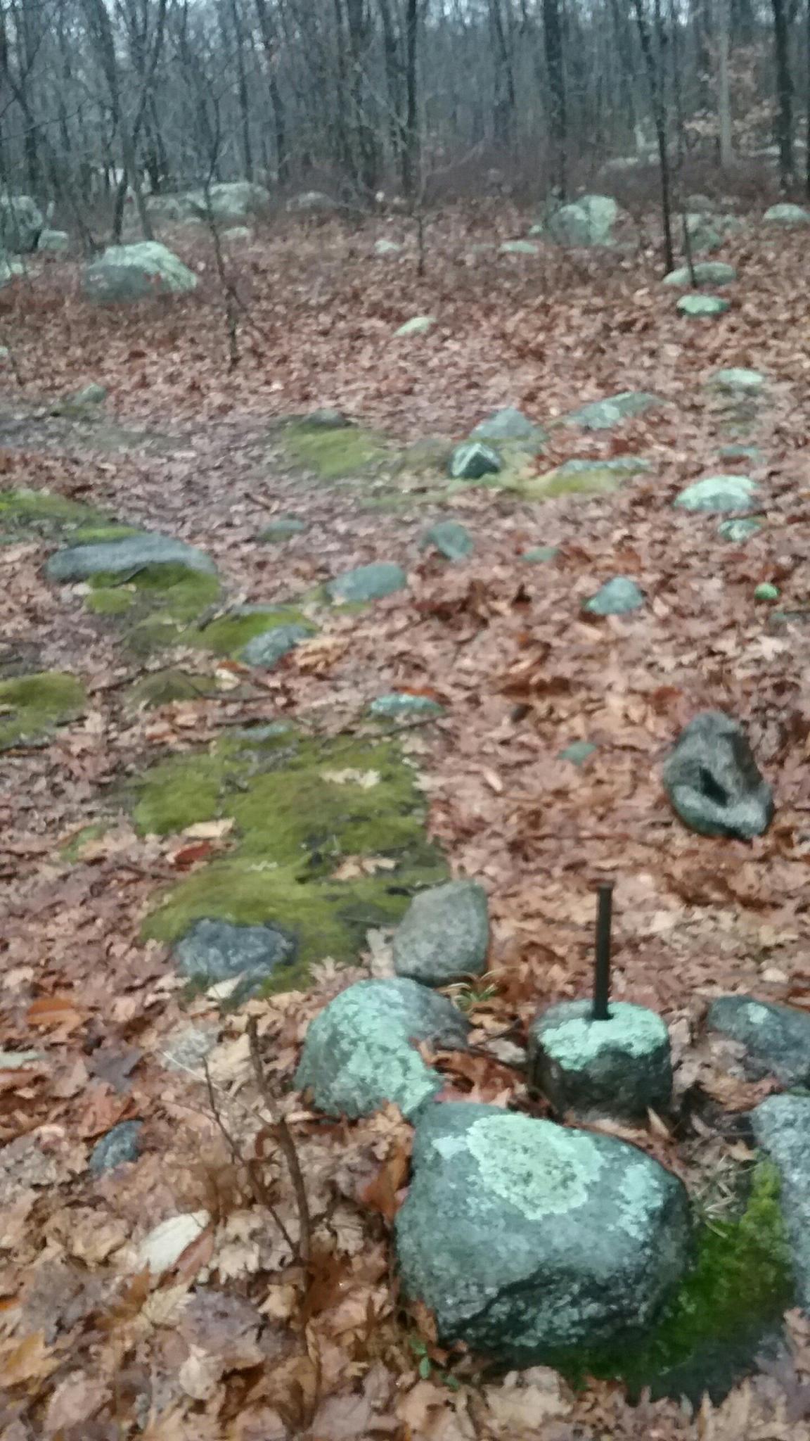 A rocky, leaf-covered forest floor with mossy boulders and bare trees.