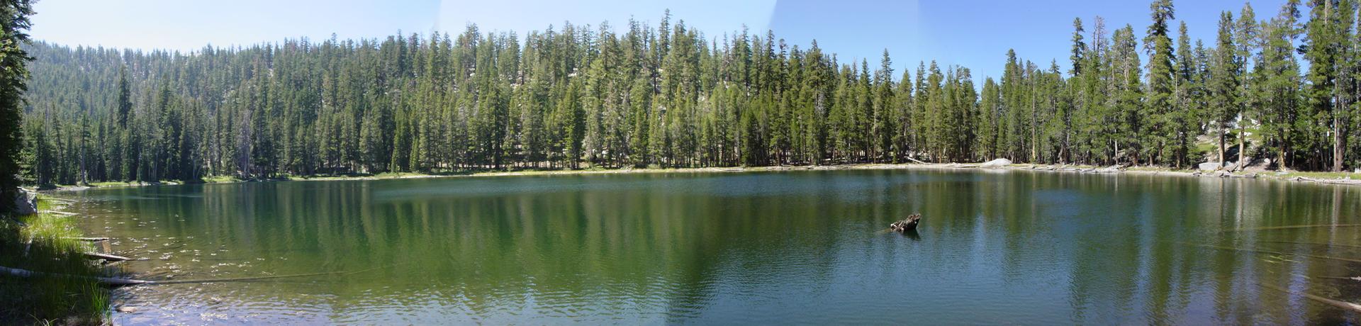 A calm lake surrounded by a dense pine forest under bright daylight.
