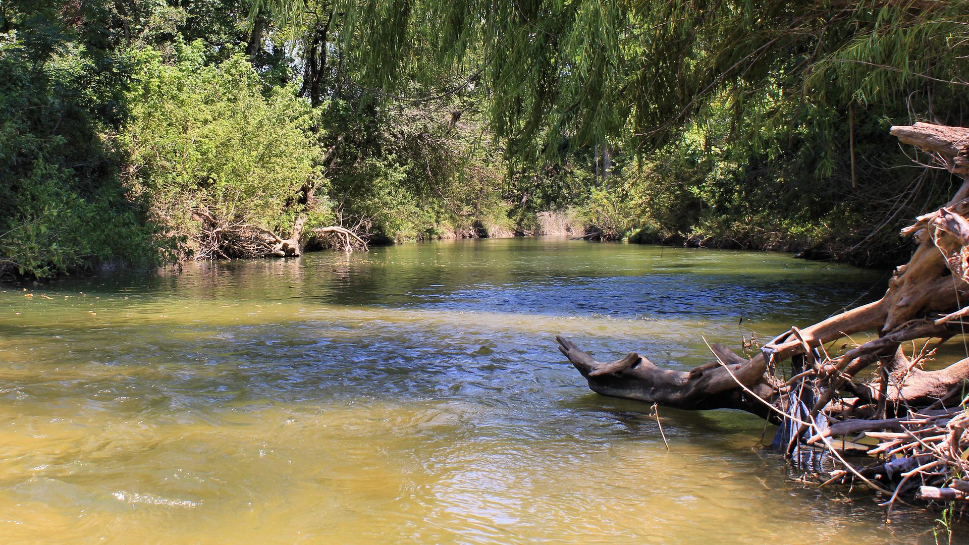 A sunlit river flows past lush green banks with a fallen log.