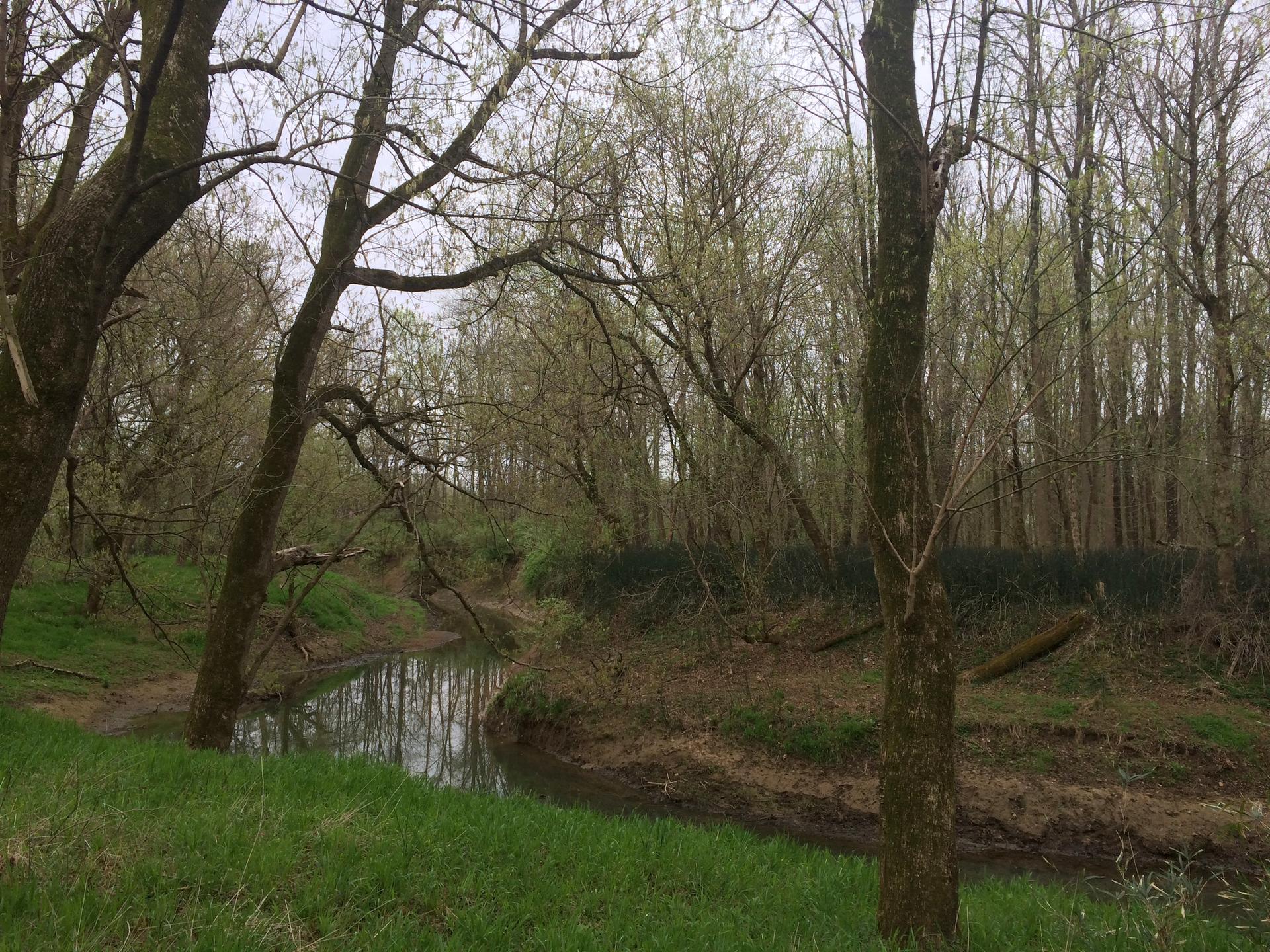 A winding stream flows through a forest with bare trees under an overcast sky.