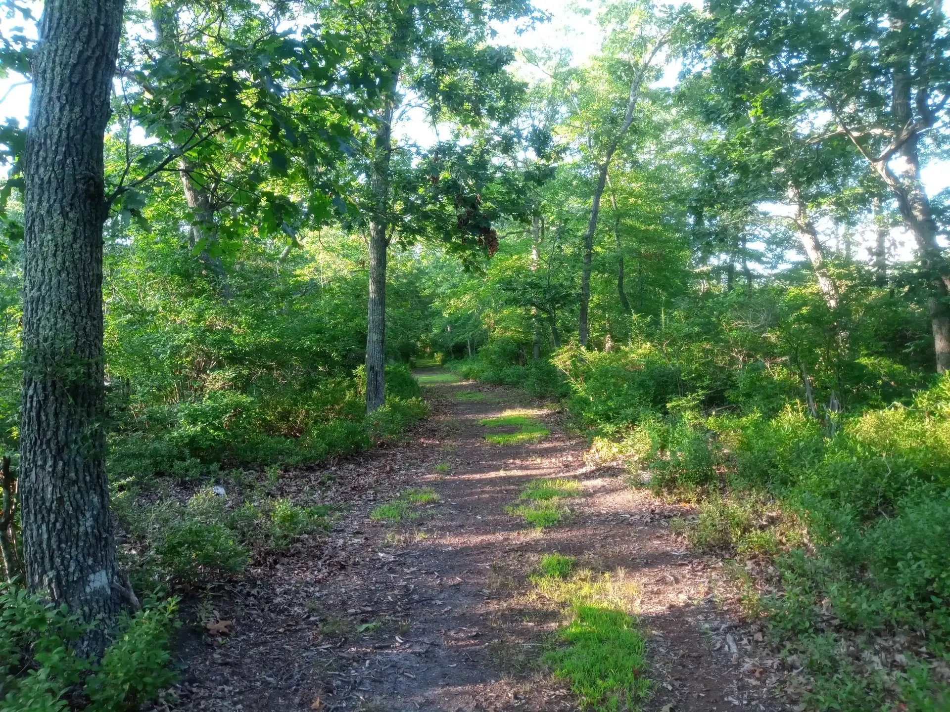 Sunny dirt path winding through a lush green forest with dappled light.