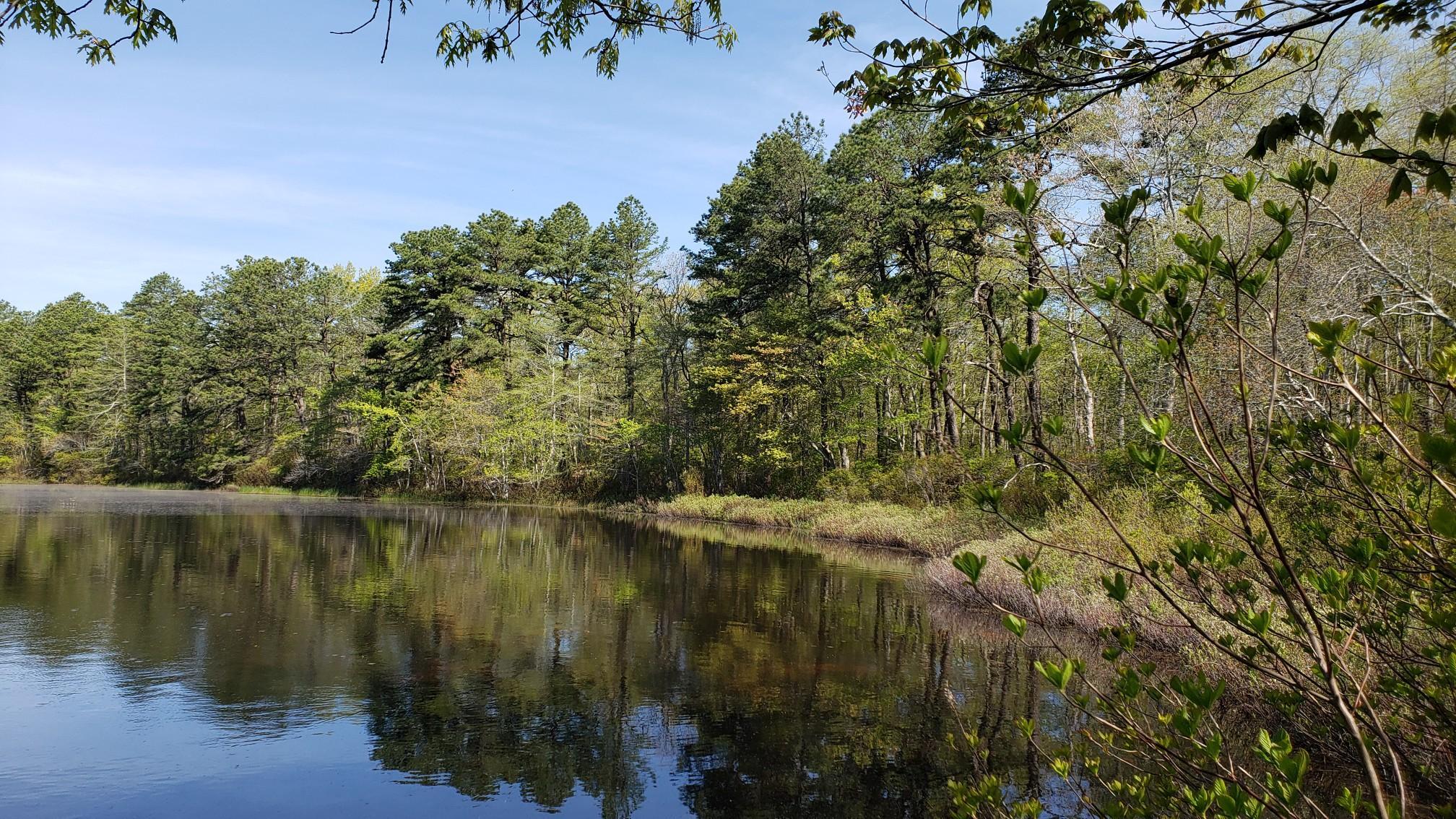 A tranquil lake reflecting a lush green forest under a clear blue sky.