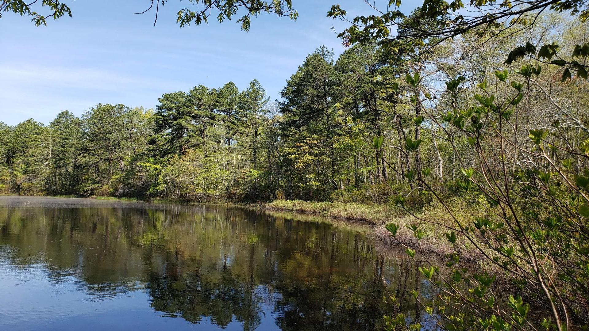 A tranquil lake reflecting a lush green forest under a clear blue sky.