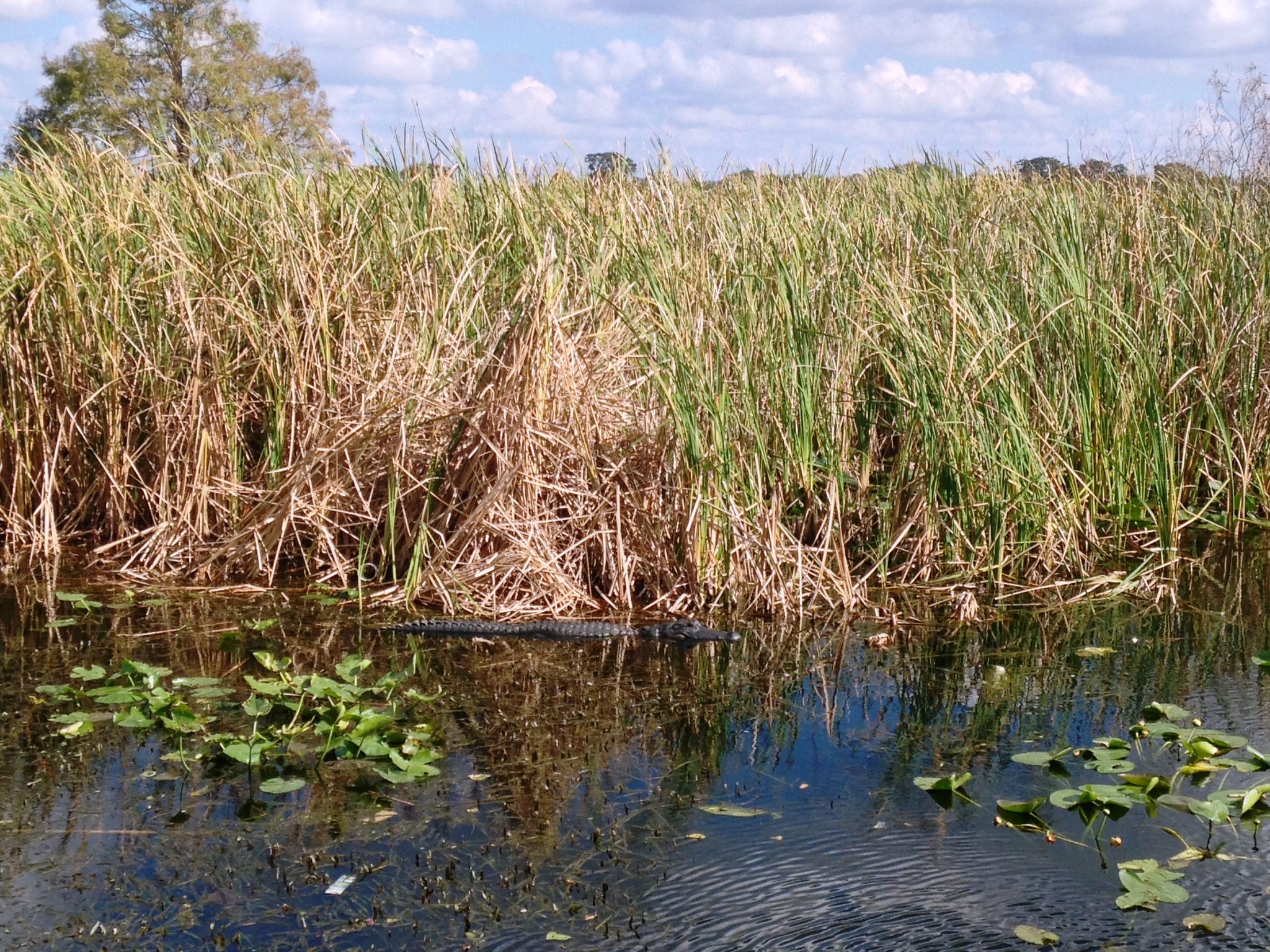 An alligator camouflaged in murky water among tall reeds and lily pads. - Lake to Lake Bikeway
