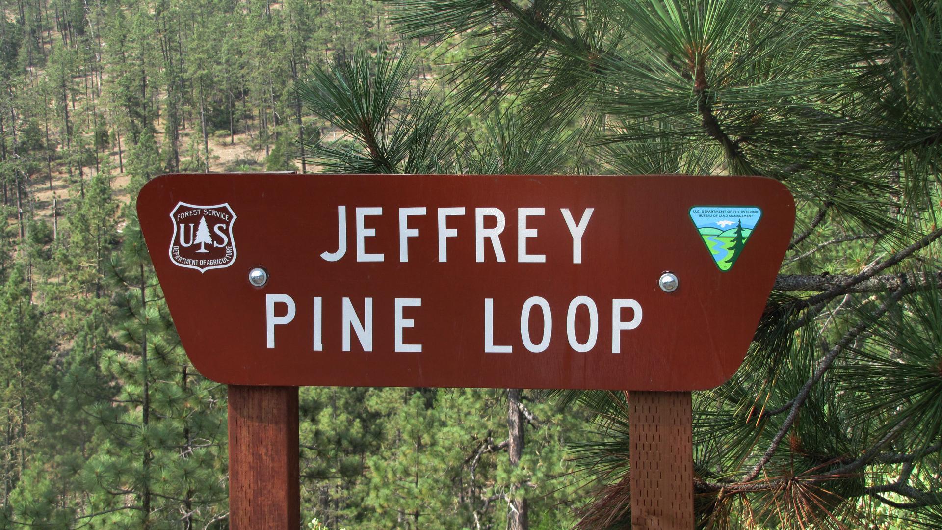 A brown wooden sign with white text, framed by green pine needles.