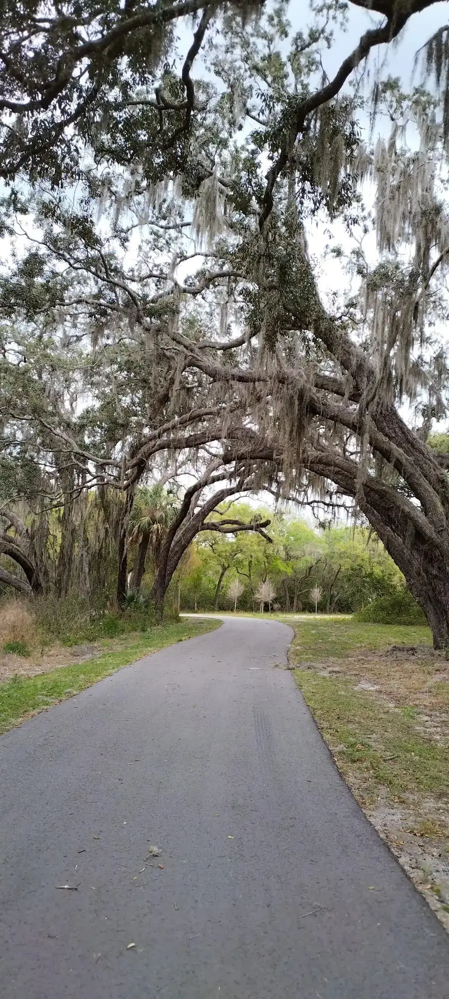 Paved path winding under arching oak trees draped with Spanish moss.
