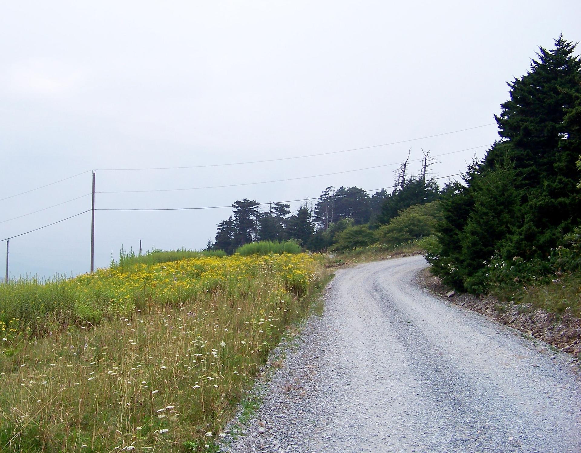 A winding gravel road next to wildflowers and trees under an overcast sky.