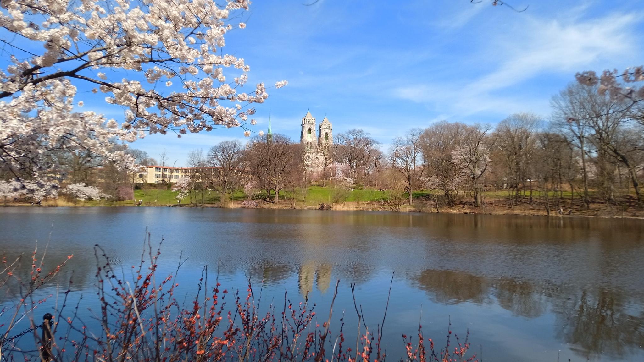 Sunny lake reflects a distant building, with cherry blossoms in bloom.