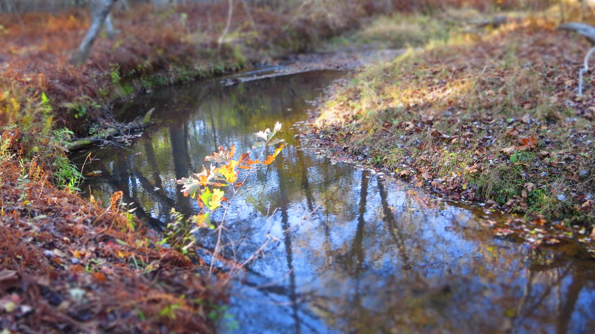 A narrow stream flows through an autumn forest with dappled sunlight.