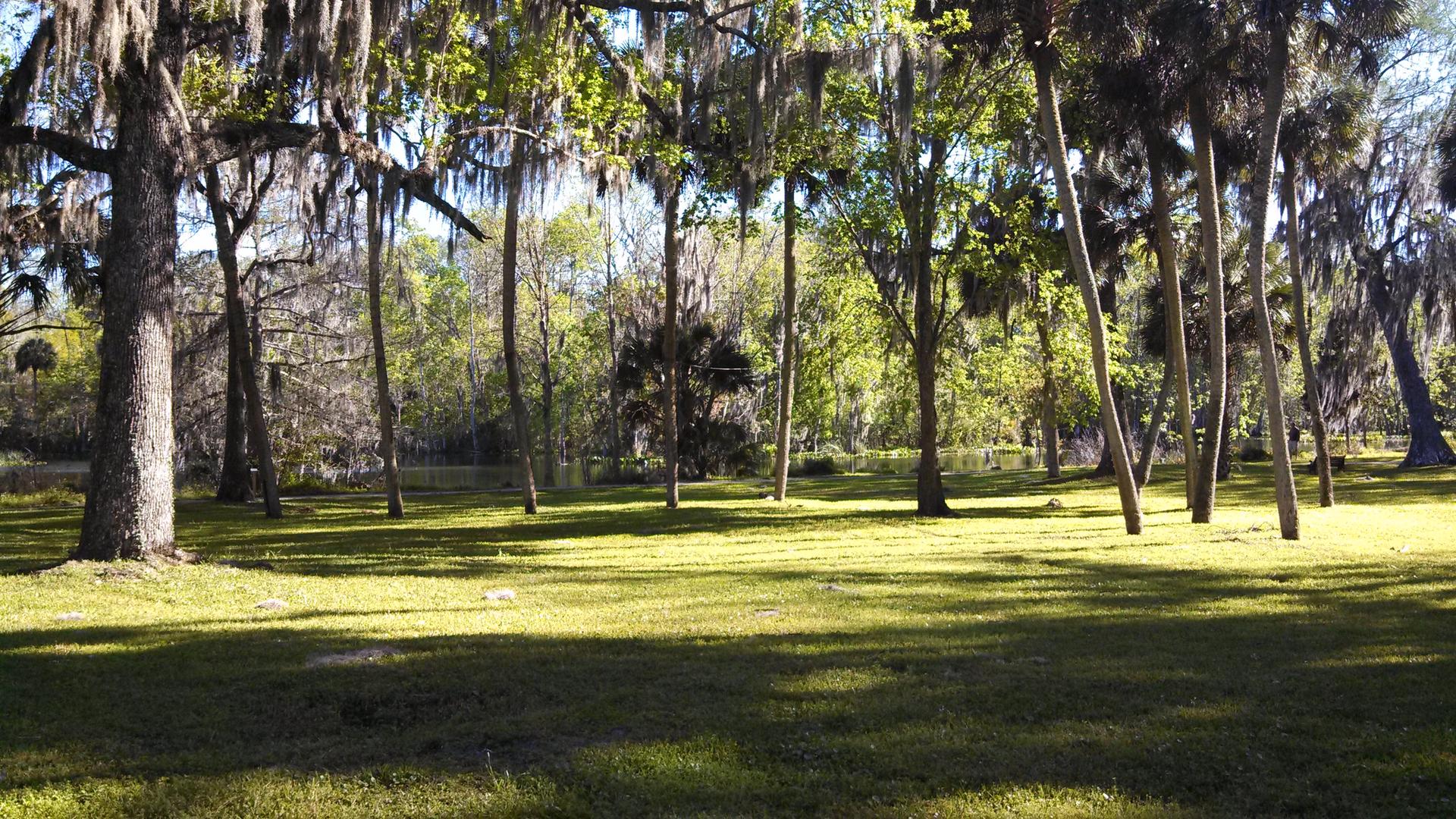 Sunny grassy clearing with tall trees casting long shadows.