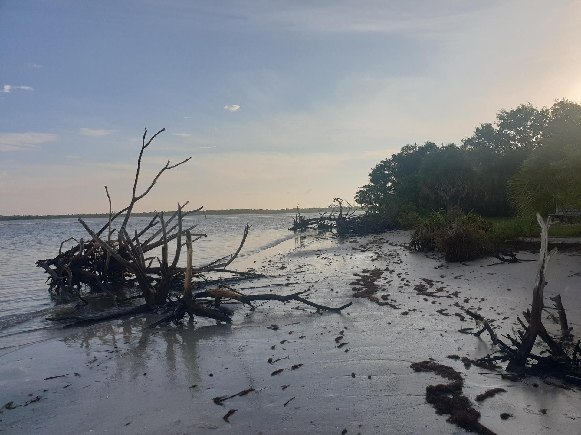 Sandy shoreline with many gnarled tree roots, water, and green trees.