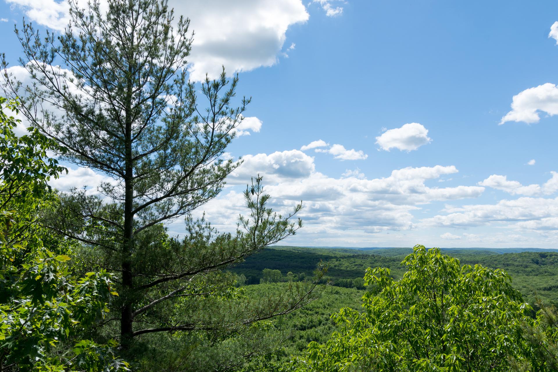Tall pine tree frames a sunny, green forest landscape under a cloudy blue sky.