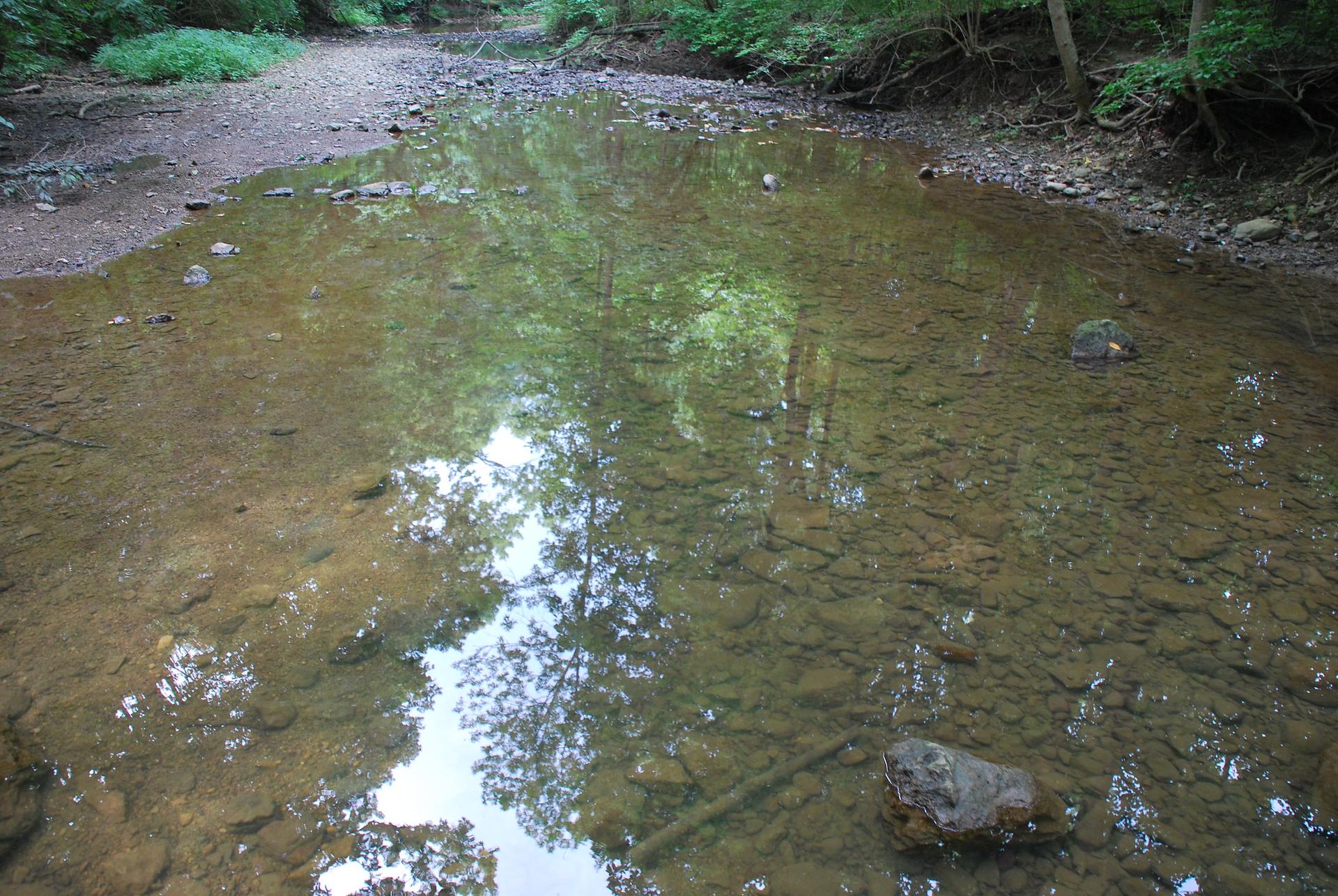 Clear, shallow stream with rocky bed reflecting green forest trees.