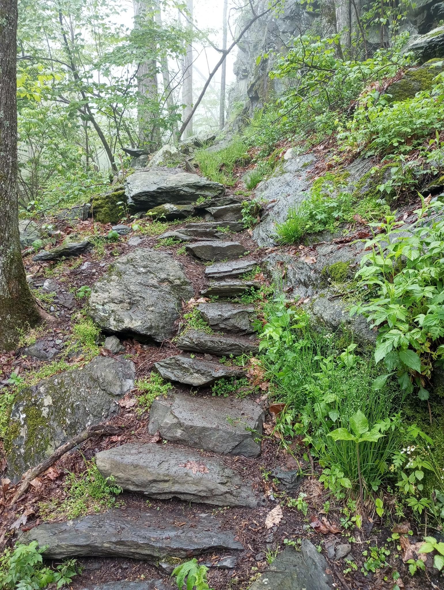 Stone steps ascending a rocky, green hillside in a misty forest.