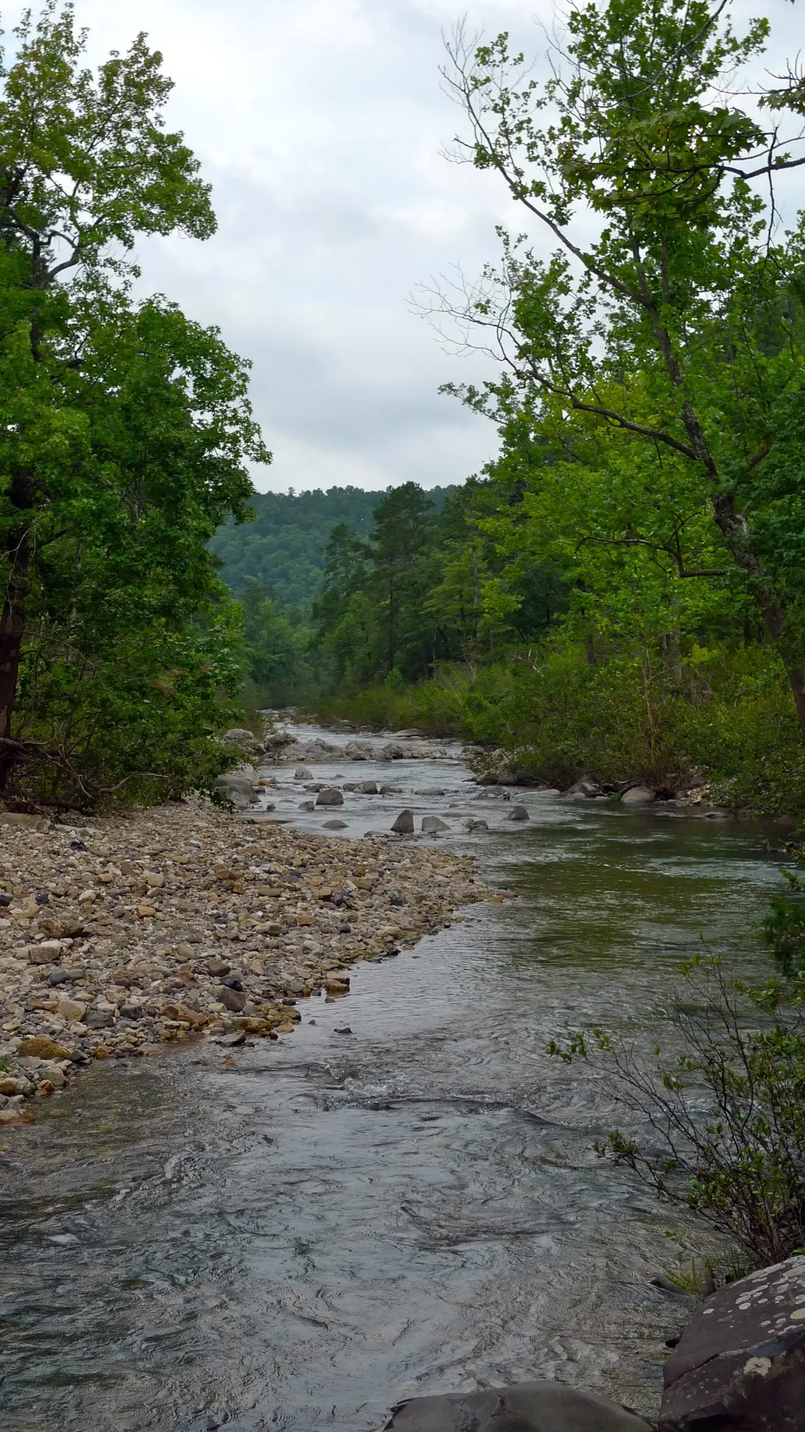 A rocky river flows through a green forest under an overcast sky.