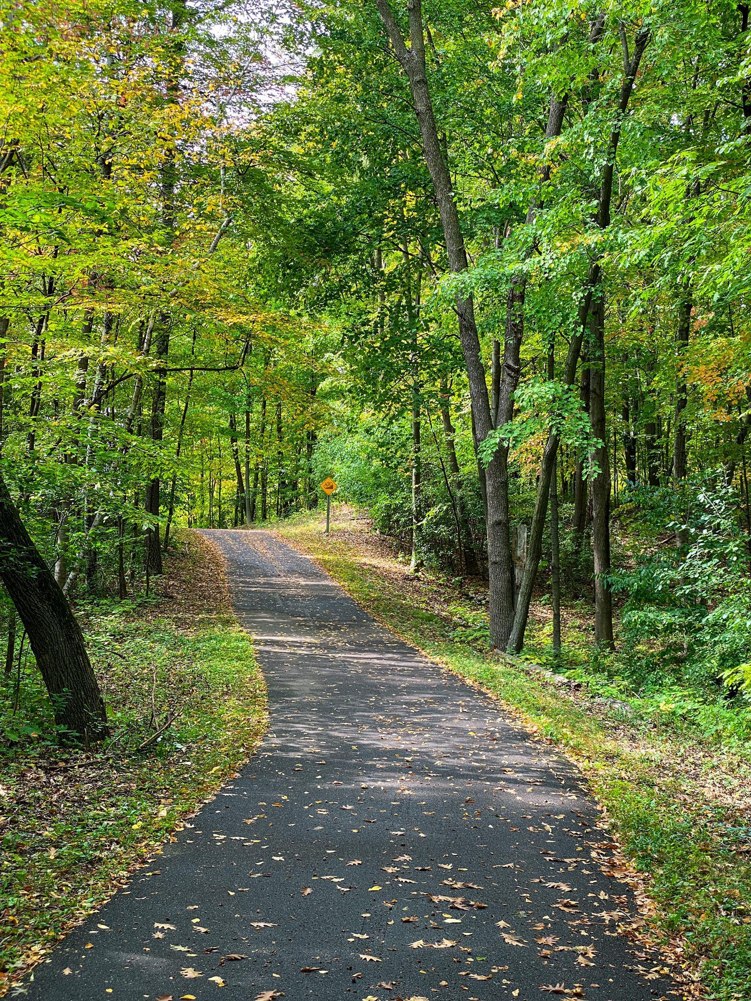 A paved path winding through a vibrant green forest with dappled sunlight.