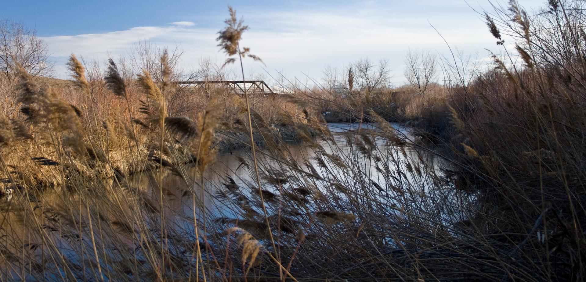 Tall dry reeds beside water with a distant bridge under warm light.