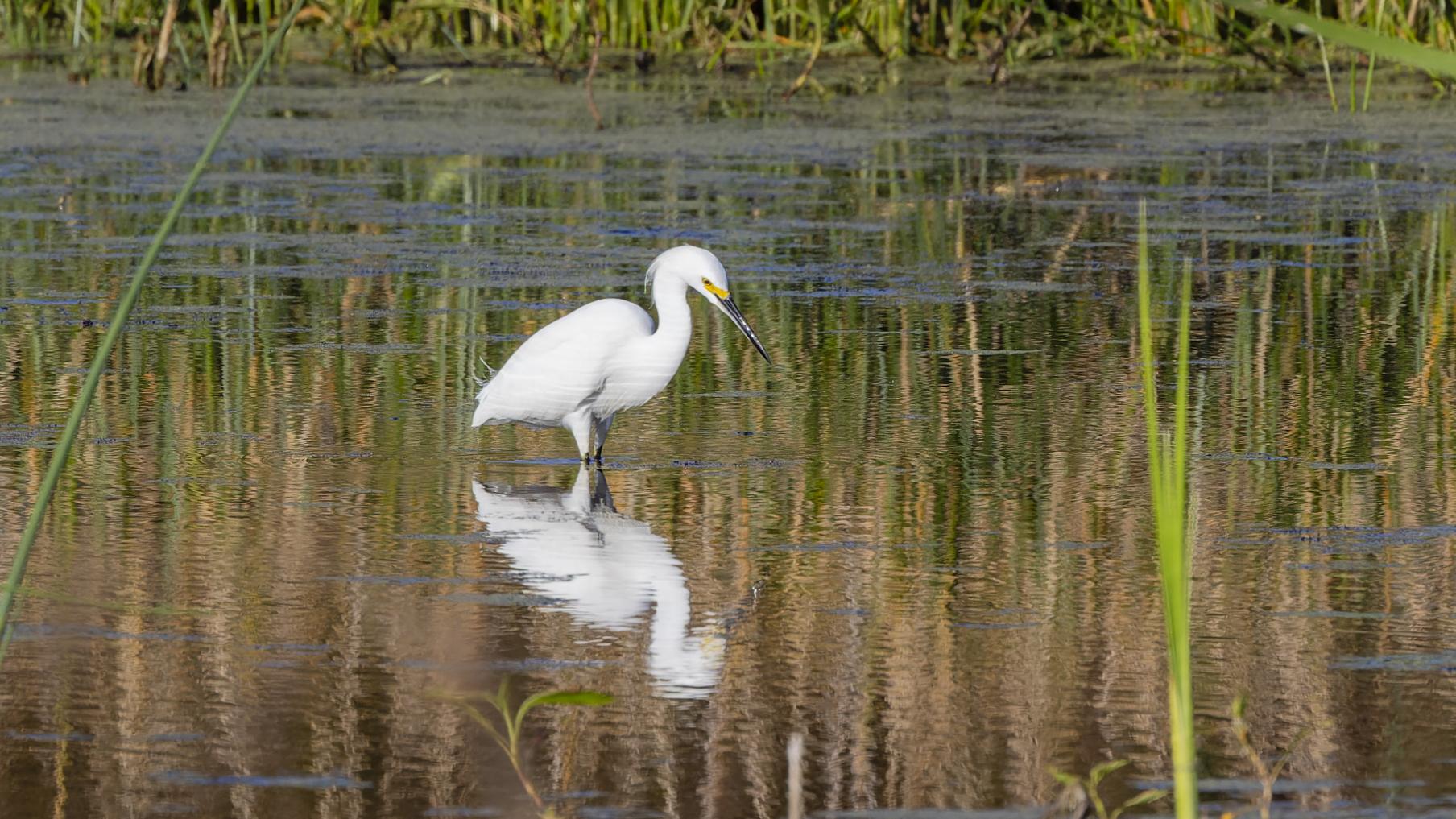 A white egret stands in shallow, reedy water, reflected below.