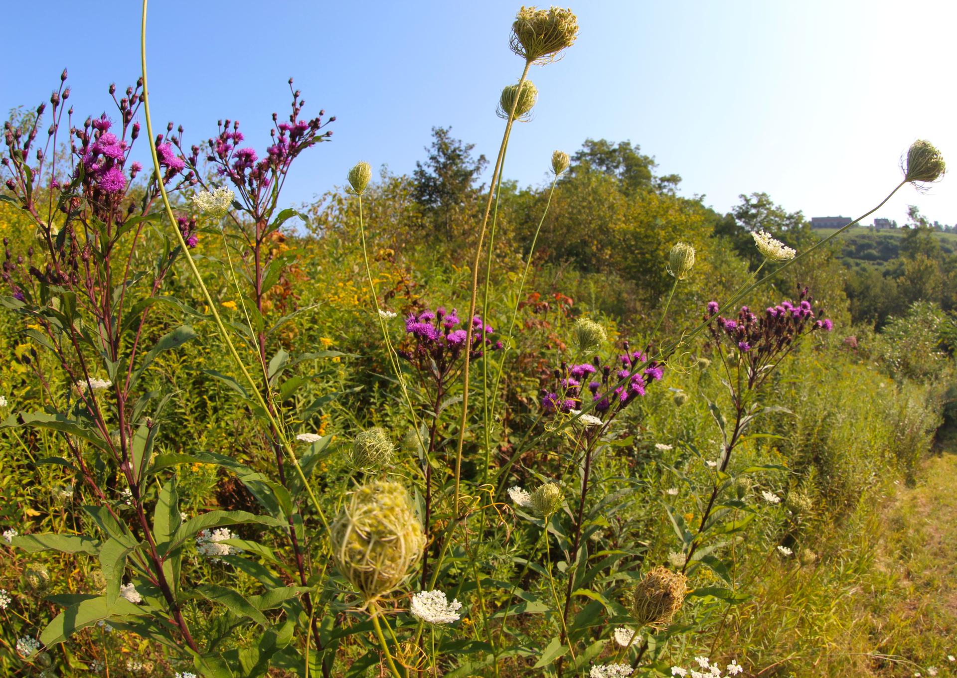 Bright sunny day in a field of purple and white wildflowers.