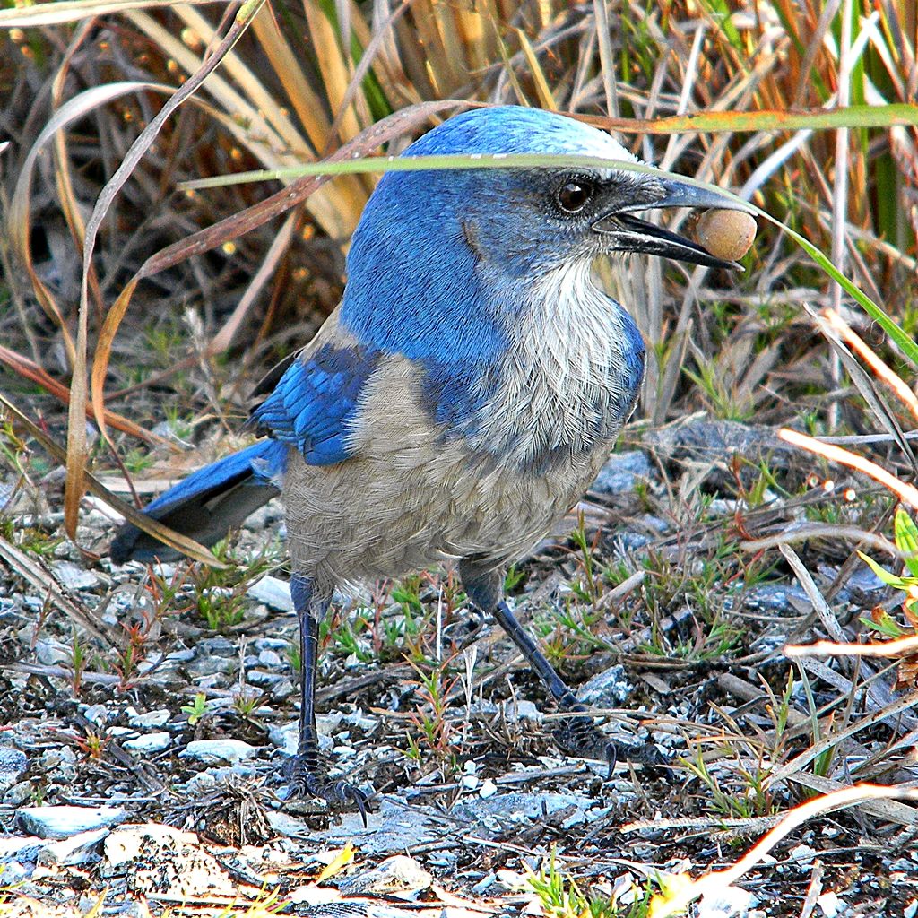 Blue and gray bird holding a nut in its beak on the ground. - Red Trail