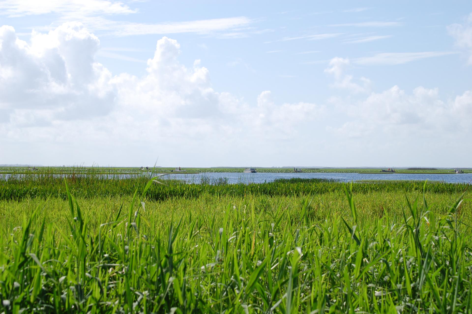 Vast green marshland under a bright, cloudy sky, with a distant body of water.
