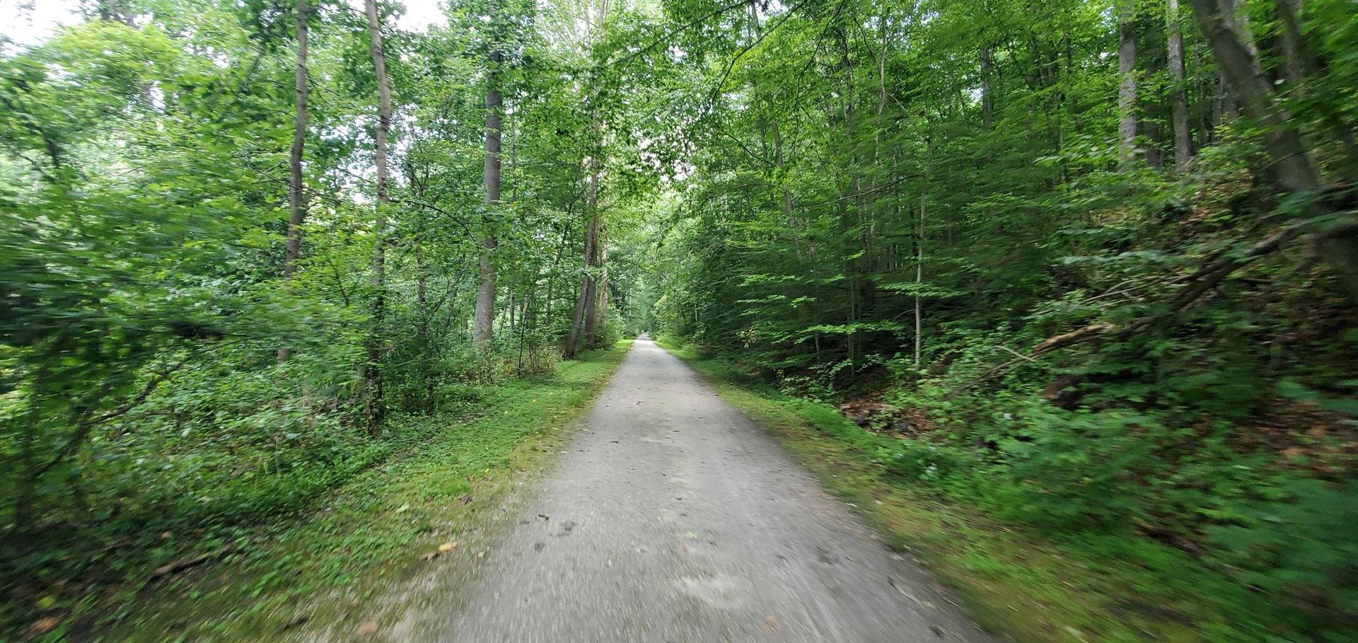 A straight dirt path through a dense green forest on a bright day.