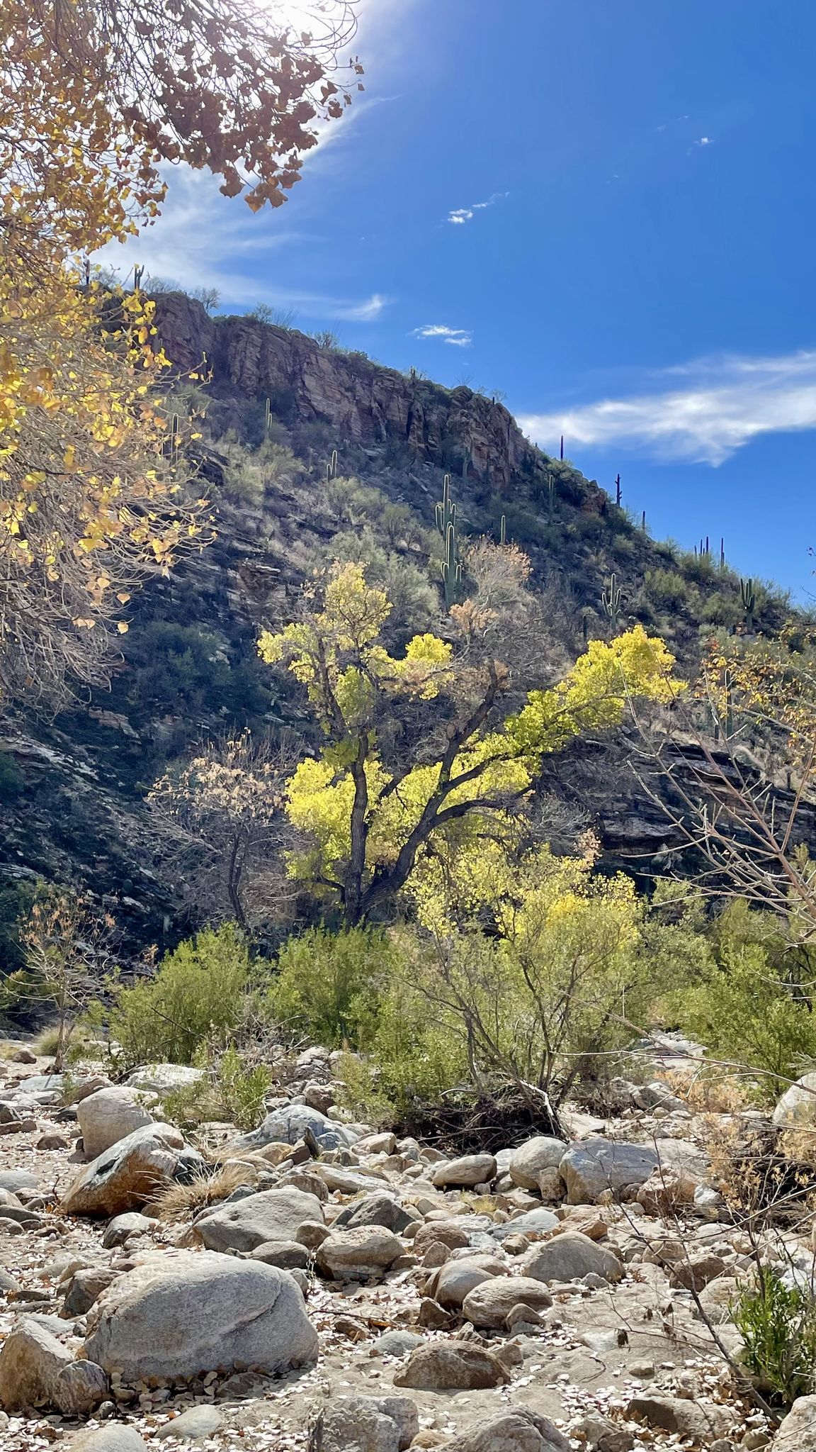 Sunny desert wash with bright yellow trees and rocky mountainside. - Telephone Line Short Loop