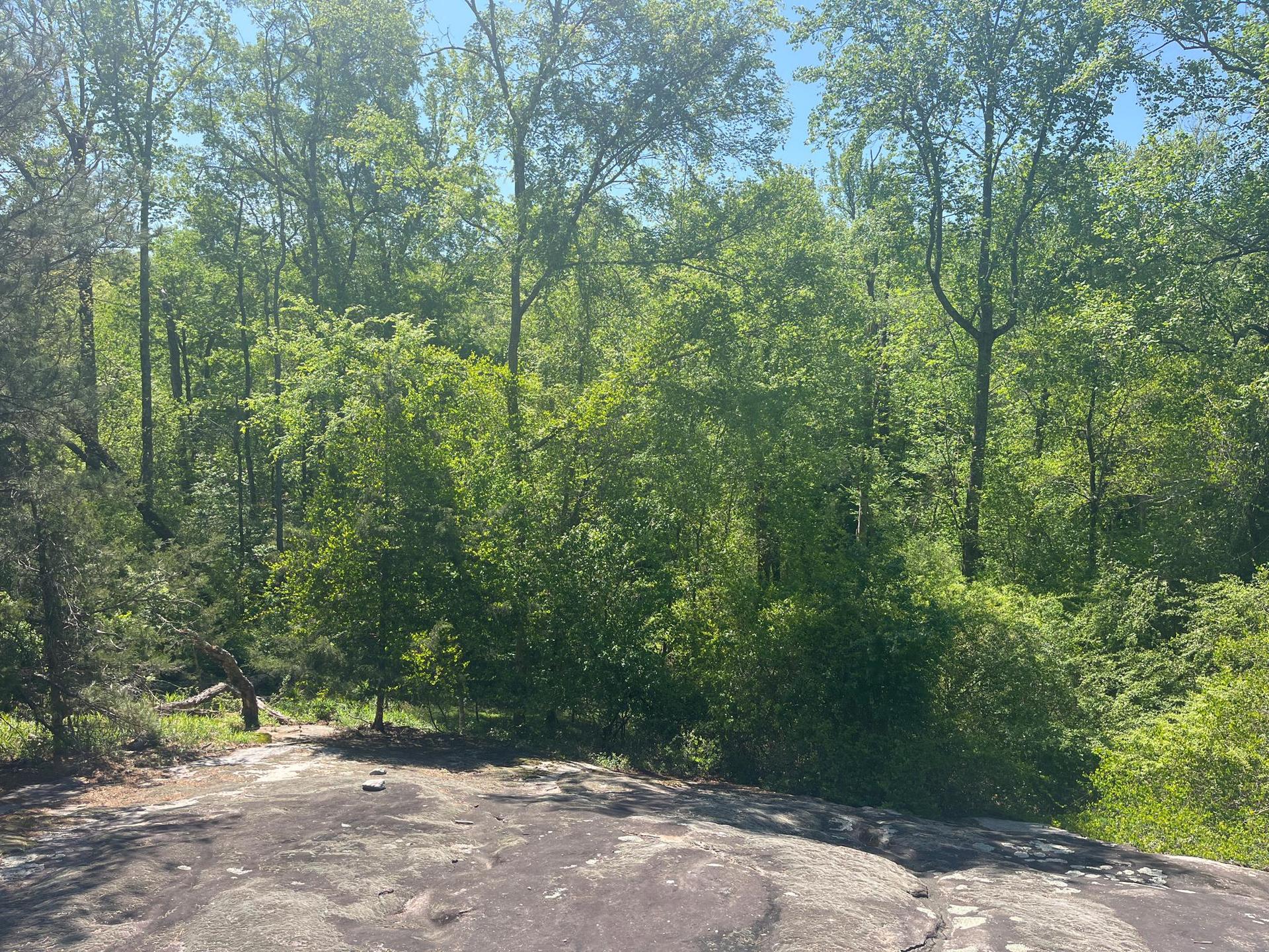 A rocky outcrop overlooks a vibrant green forest under bright sunlight.