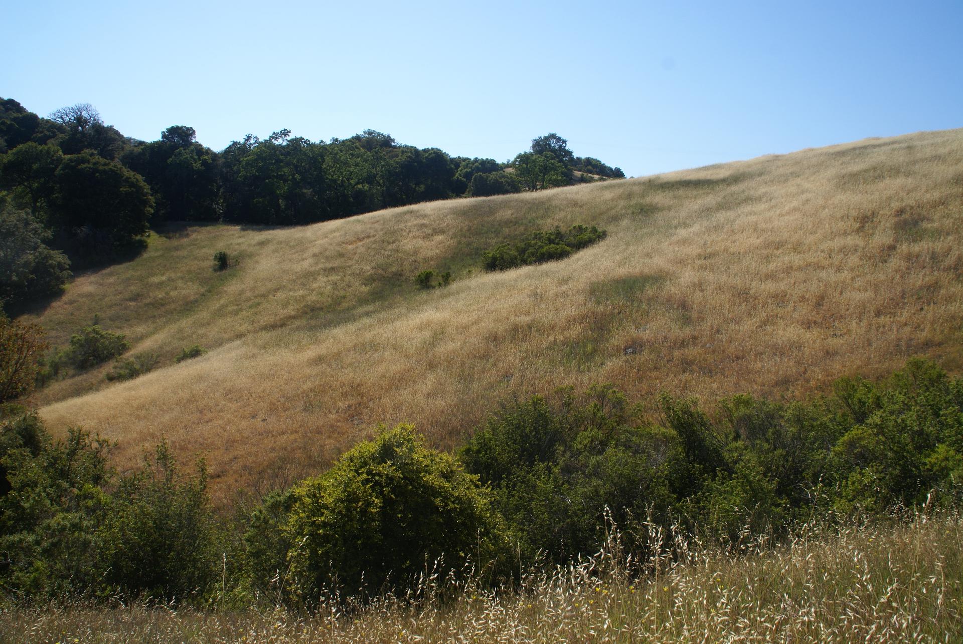 A vast, golden grassy hillside under a clear blue sky.