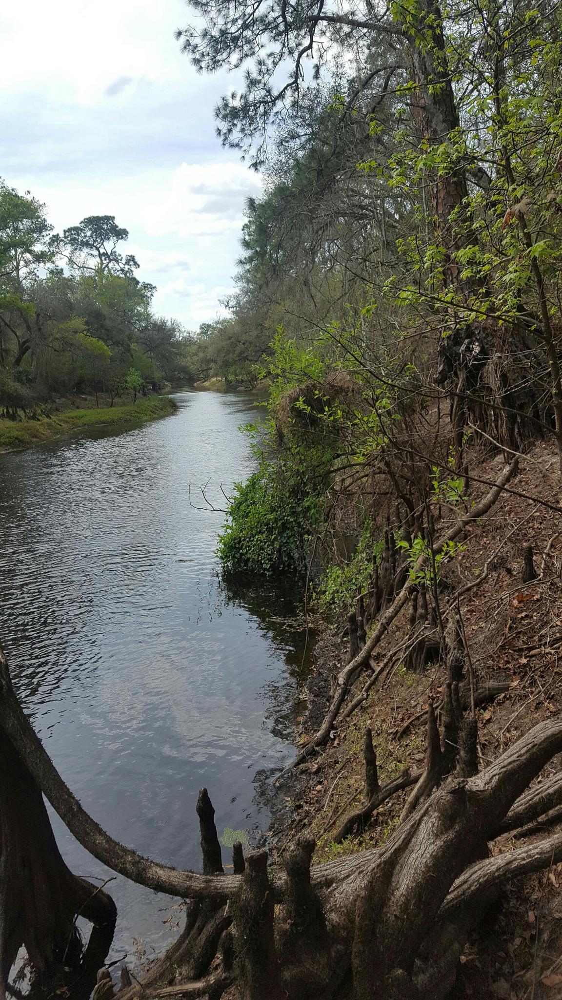 Winding river with exposed tree roots and lush banks under an overcast sky.
