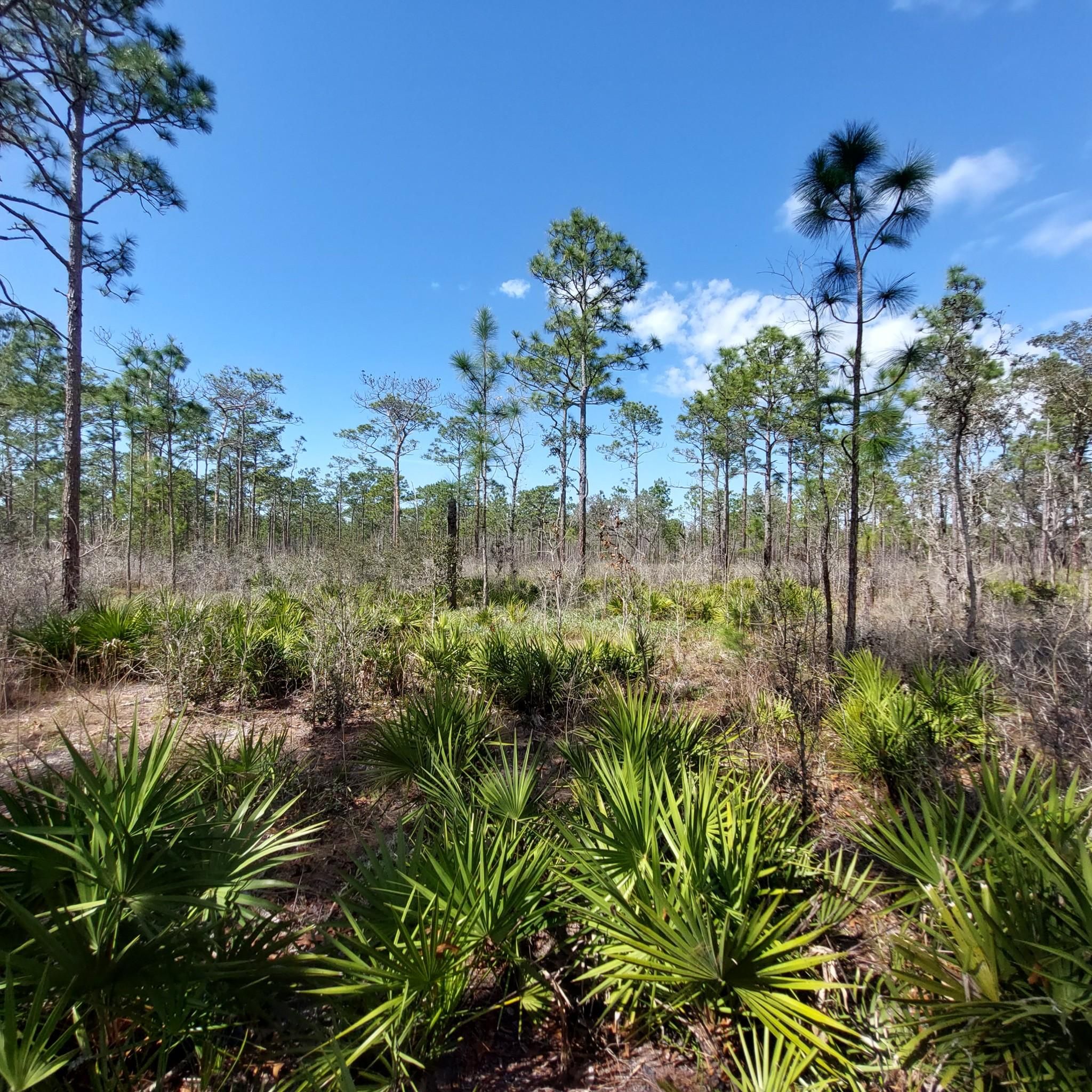 Sunny scrubland with tall pine trees and green palmetto plants under a blue sky. - Starkey Park Lake Loop