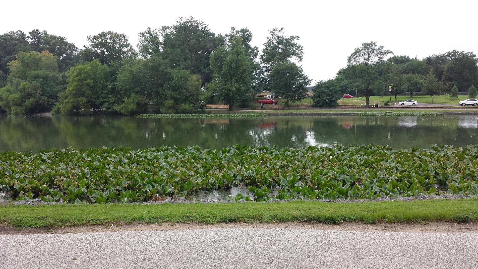 Overcast lake with lily pads, trees, and a distant road with cars.