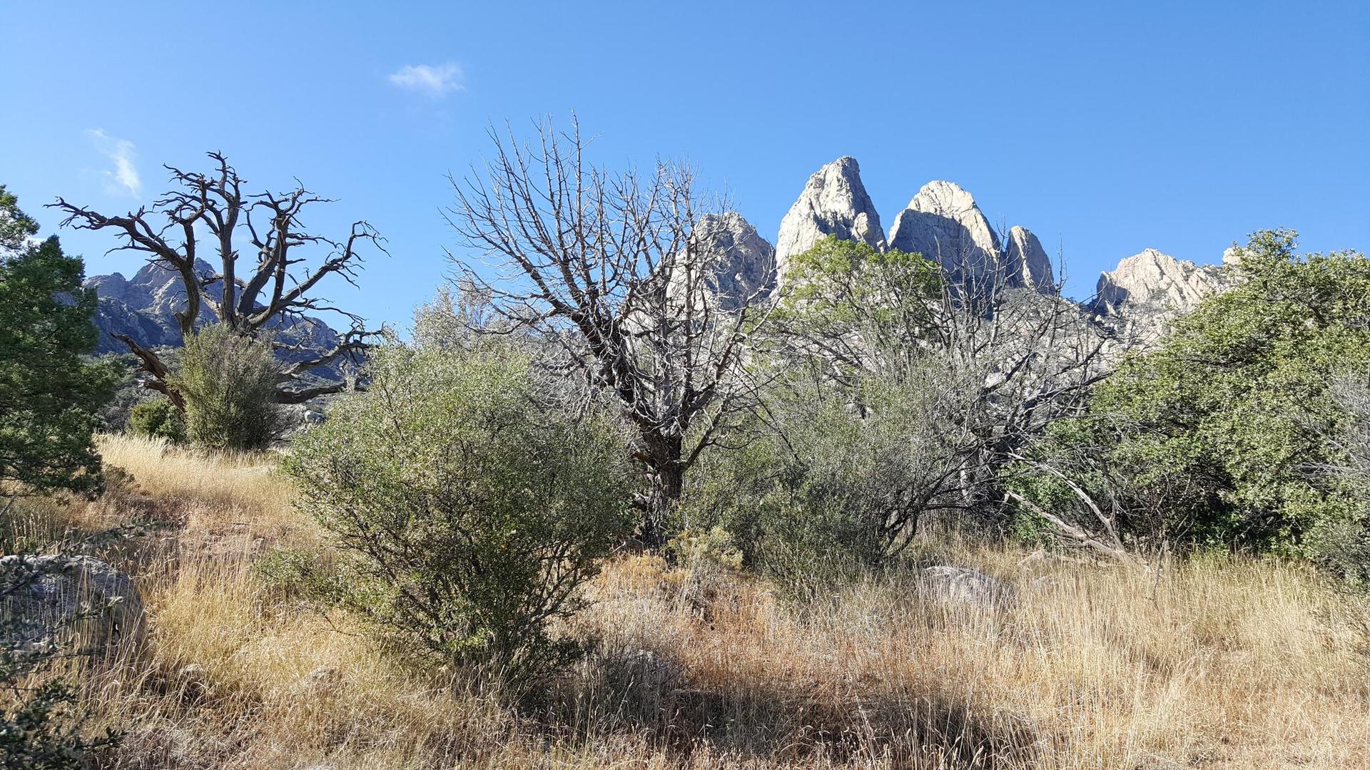 Dry trees and shrubs in front of jagged rock formations under a clear blue sky.
