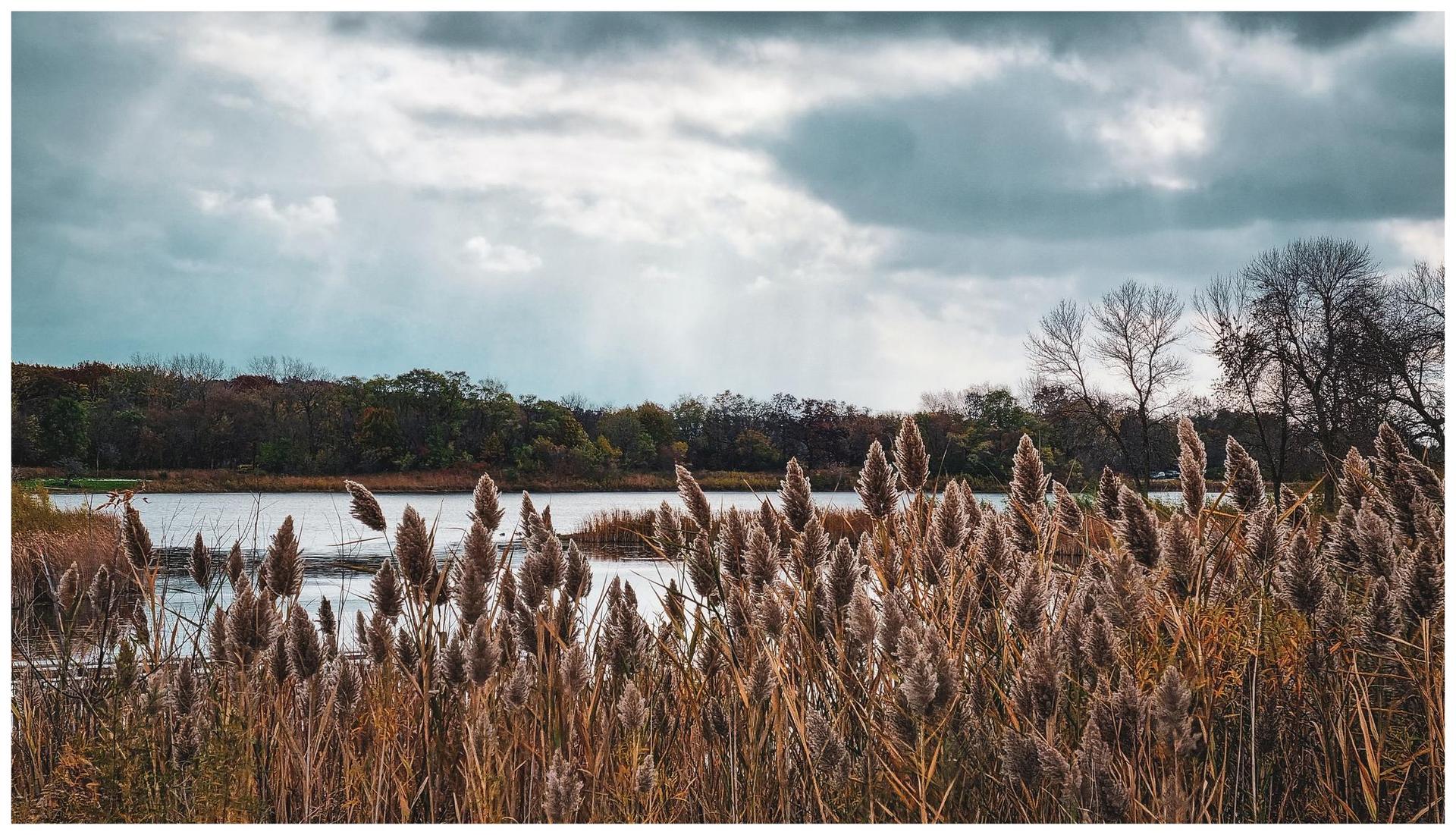 Tall reeds in foreground, lake and bare trees under a cloudy sky.
