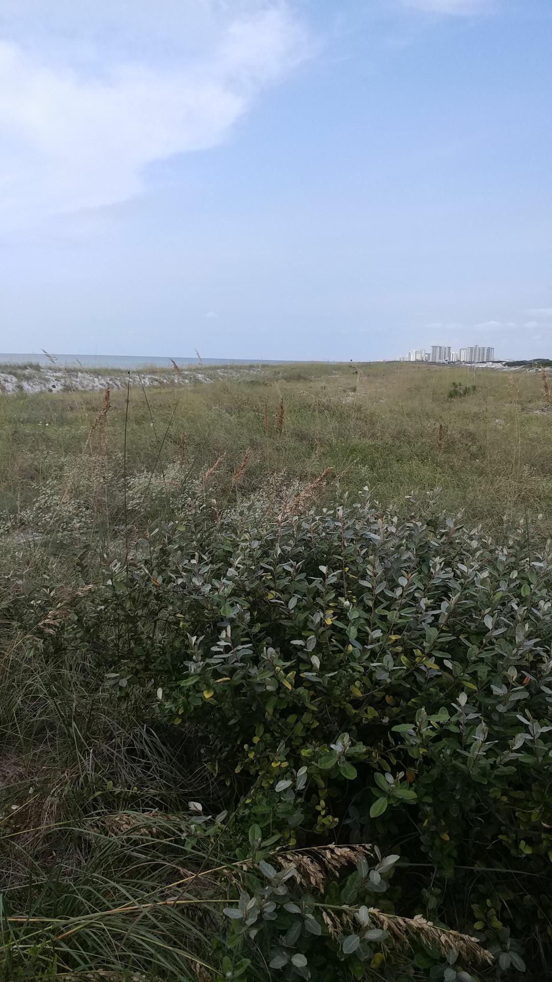Grassy coastal dunes with green bushes under a bright, clear sky and distant ocean.