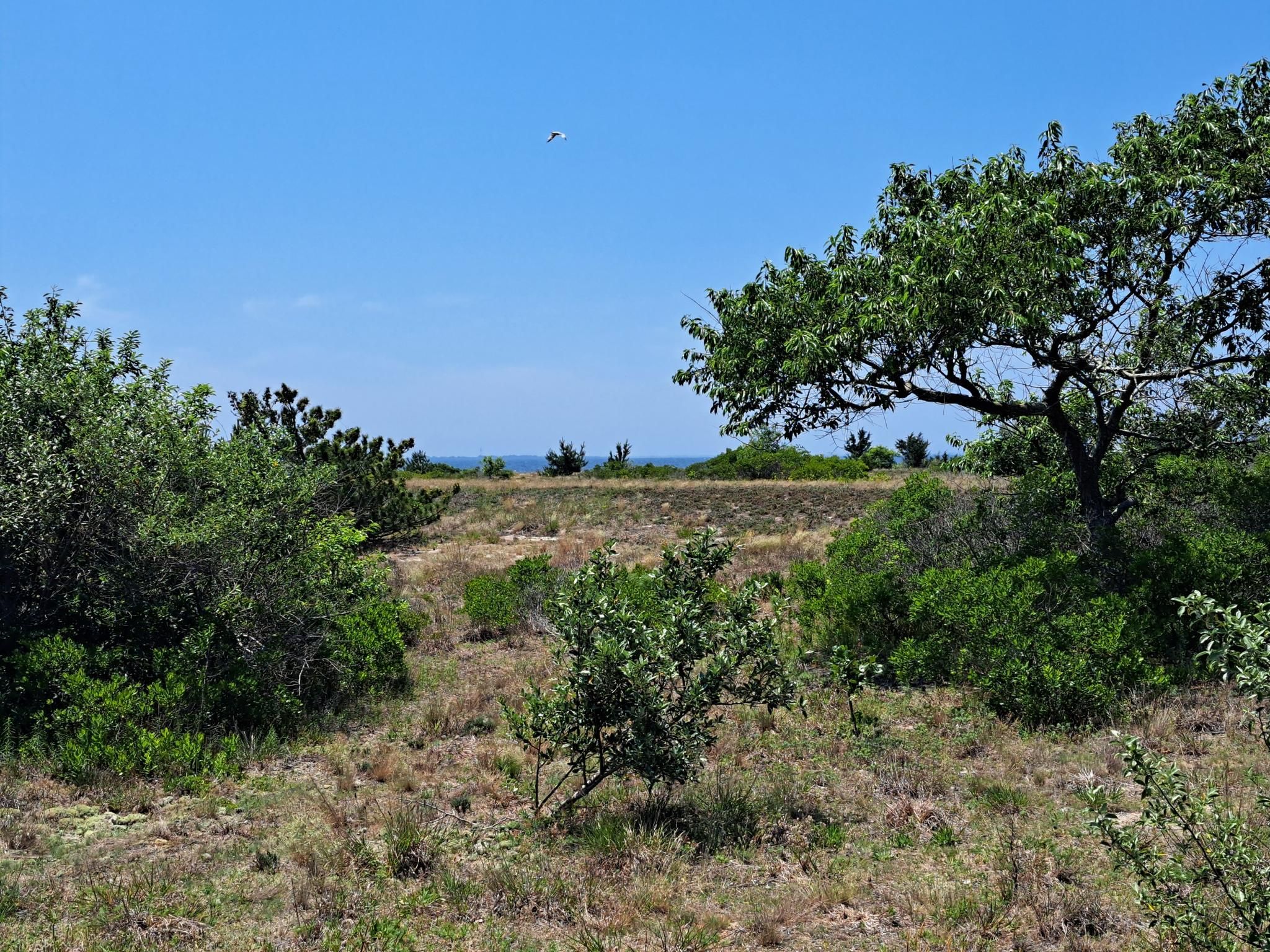 Sunny view of green bushes and trees with distant blue ocean. - Heckscher State Park – Heckscher State Park Beach loop from Heckscher State Park