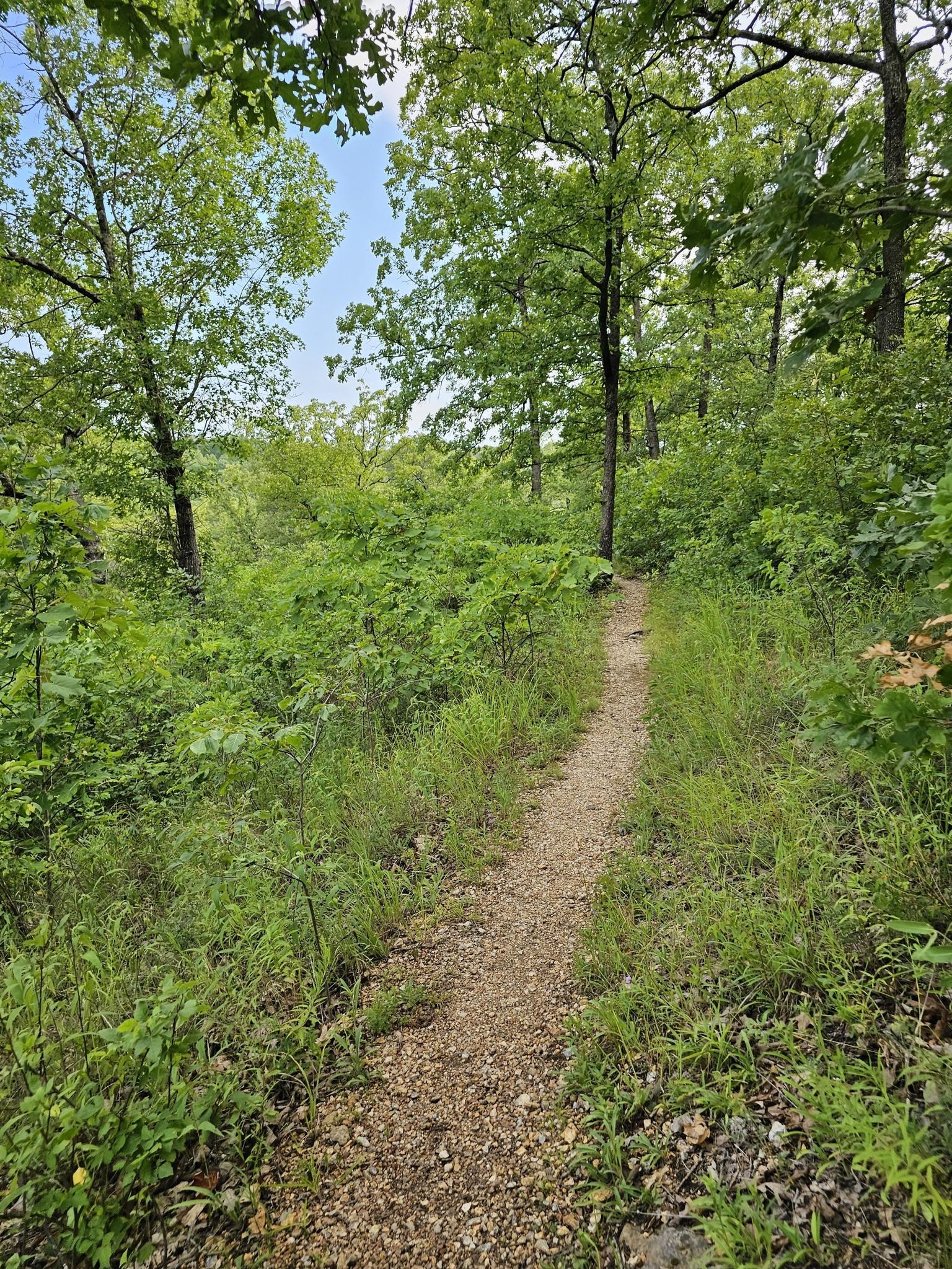 A narrow dirt path winds through a lush, sunlit green forest.