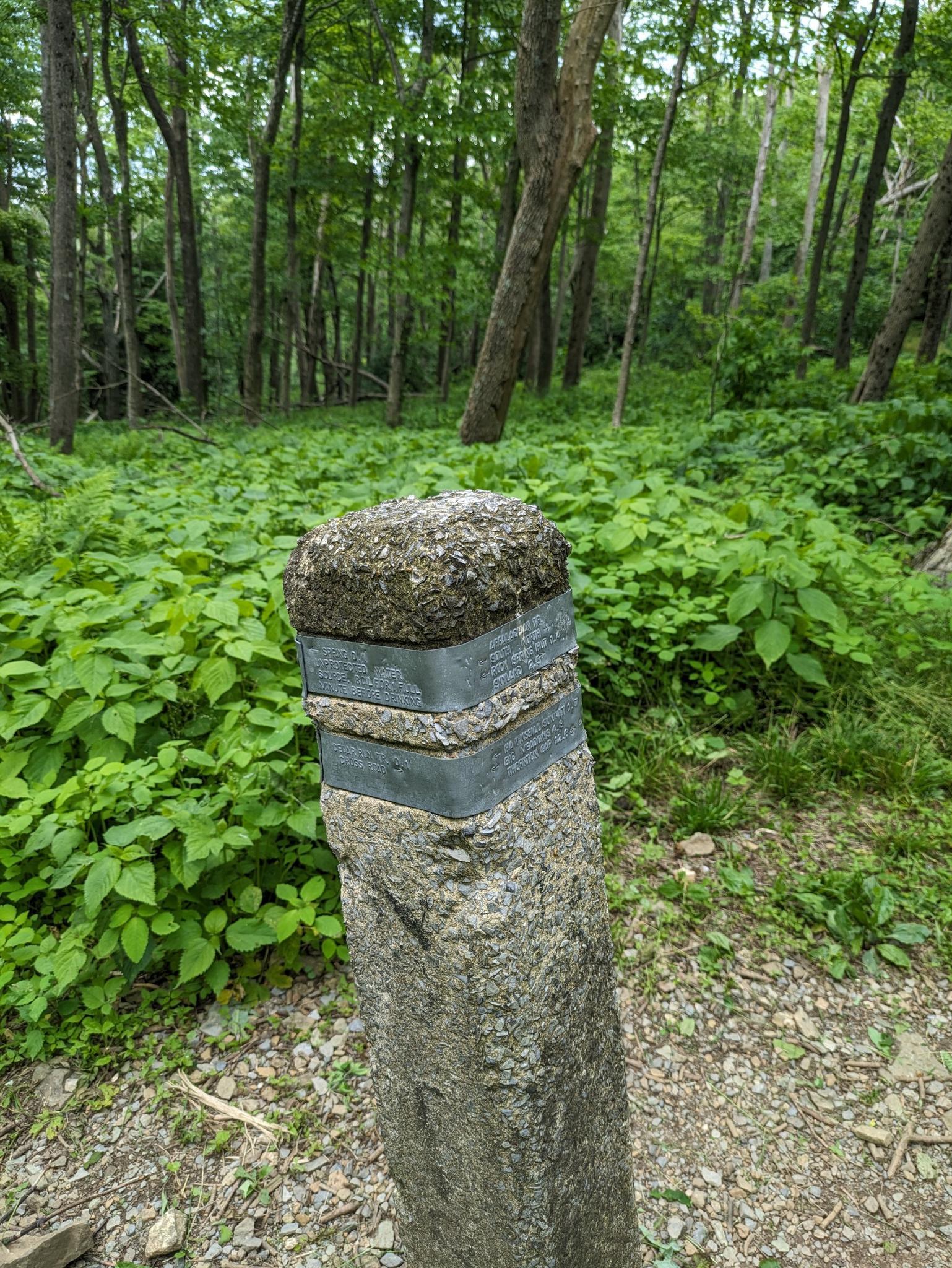 Stone marker in a lush green forest with tall trees.