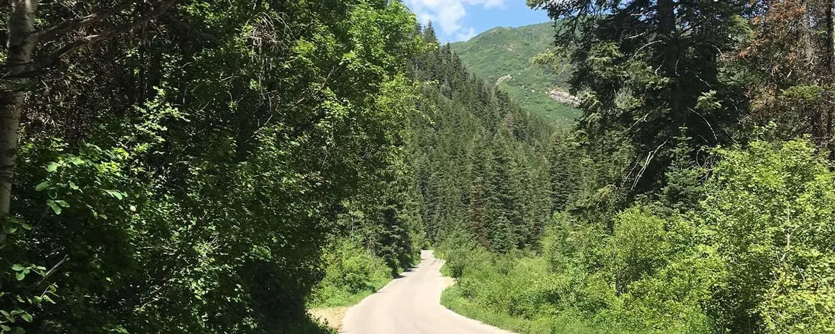 Sunny dirt road winding through a dense green forest with distant mountains.