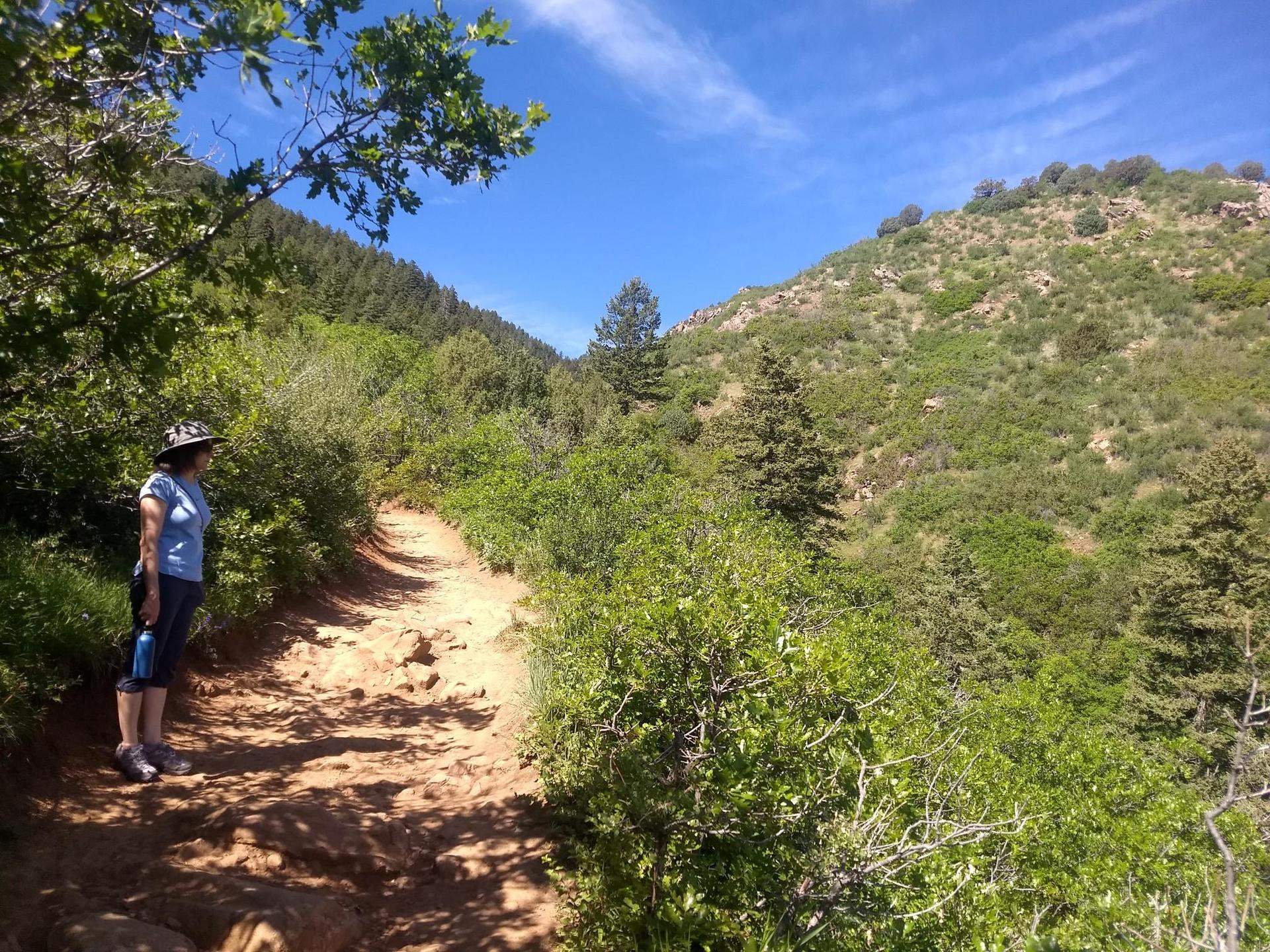Person standing on a sunny dirt trail through green, forested hills.
