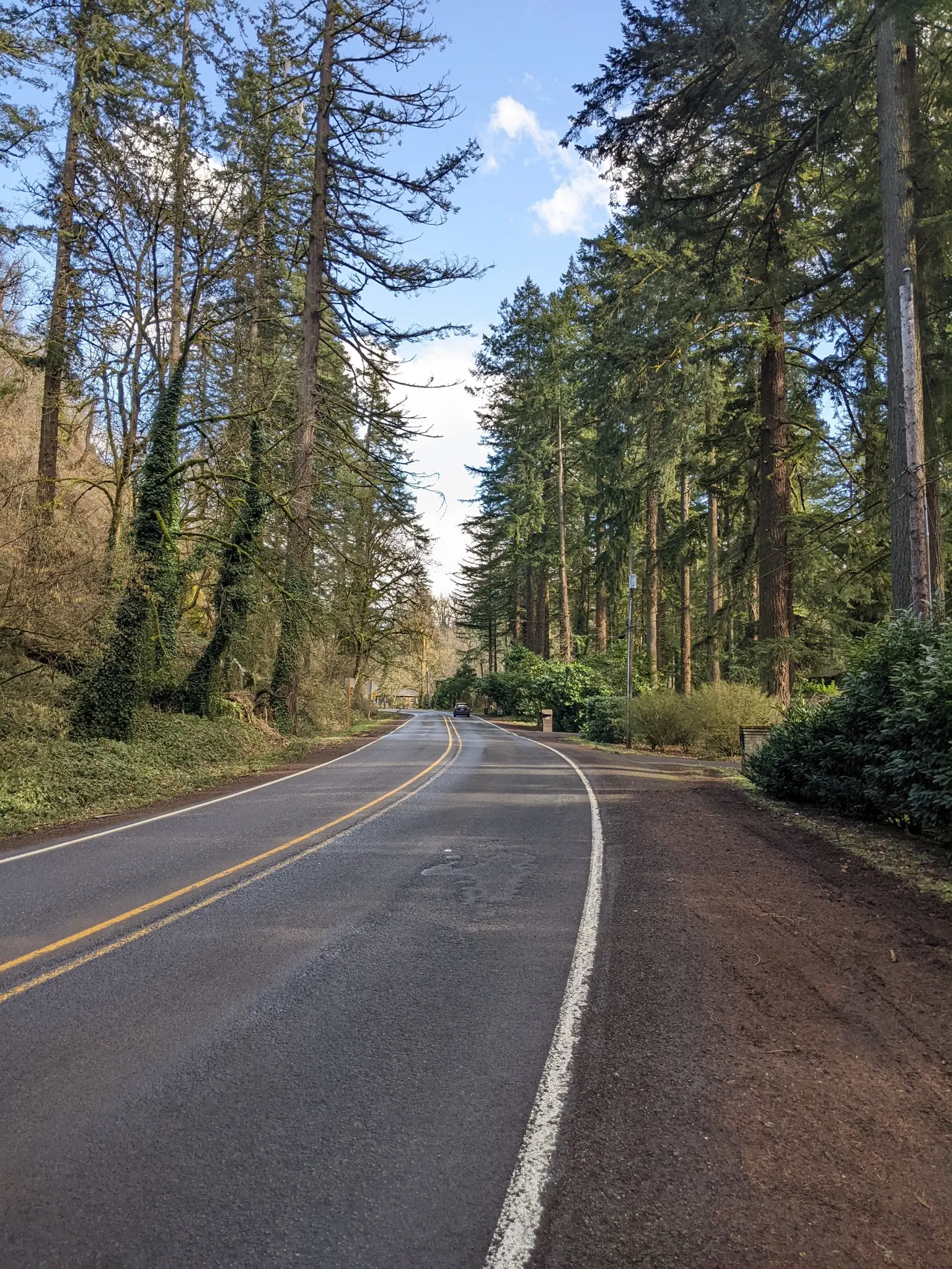 A winding paved road through a dense forest of tall evergreen trees.