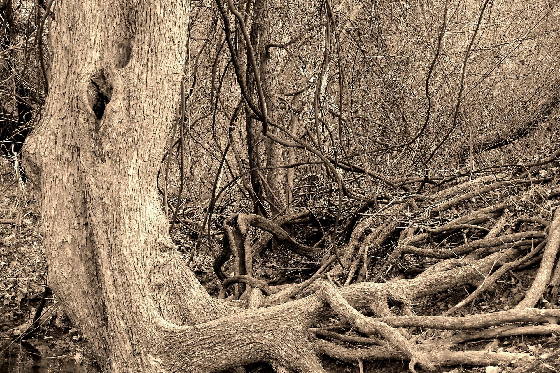 Sepia-toned image of a gnarled tree trunk and tangled roots in a dense forest.