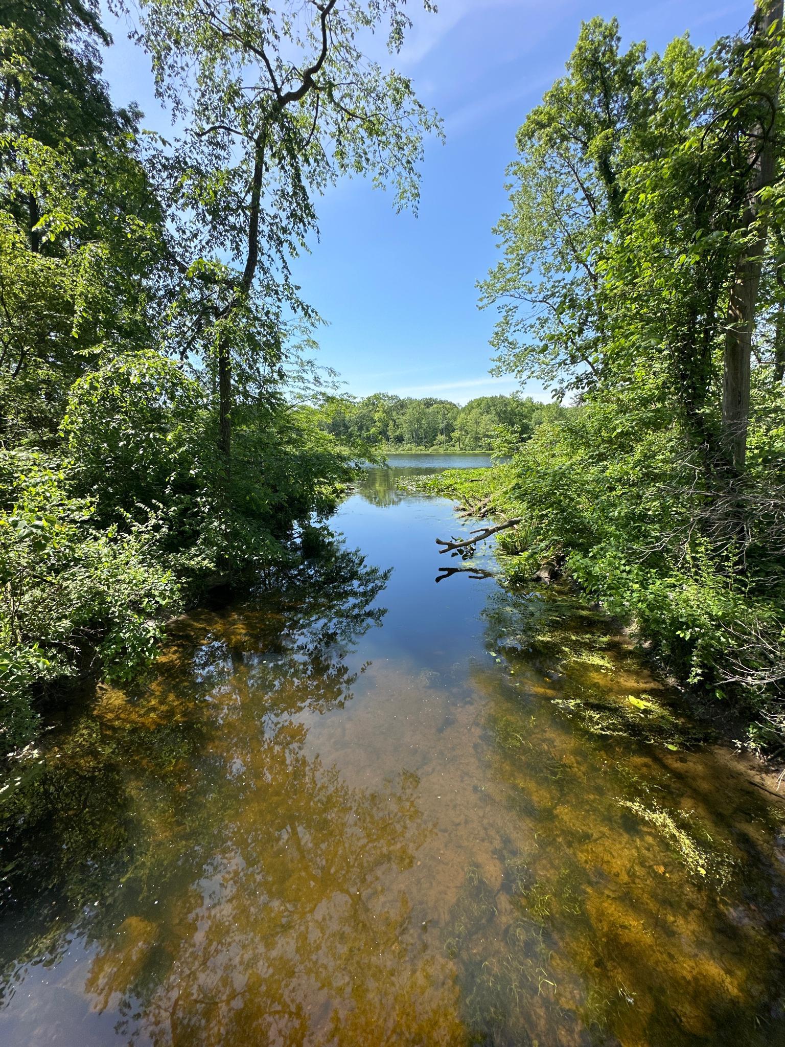 Narrow stream flowing through dense green forest towards a lake on a sunny day.