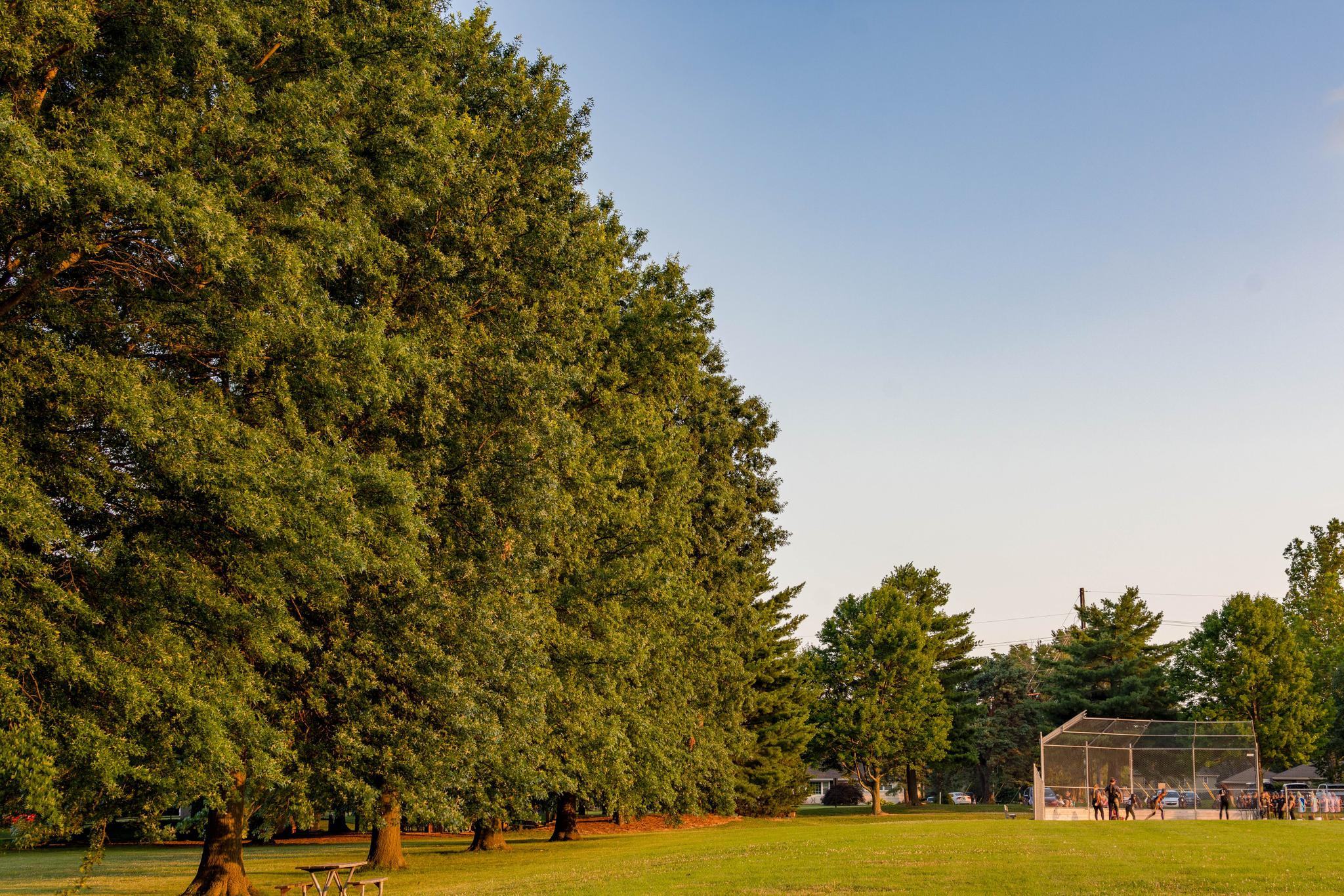 Golden light illuminates a grassy field, large trees, and distant people.