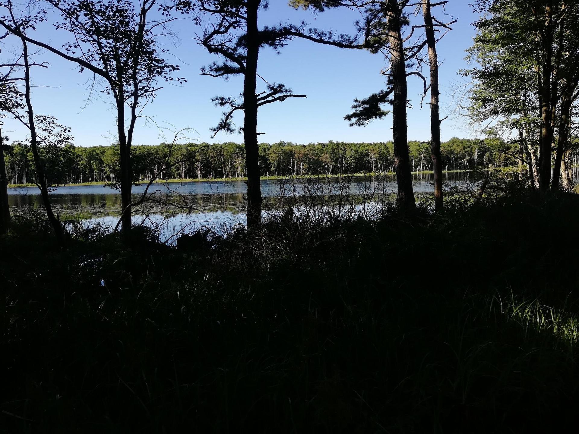 Dark silhouettes of trees frame a bright lake under a clear blue sky.