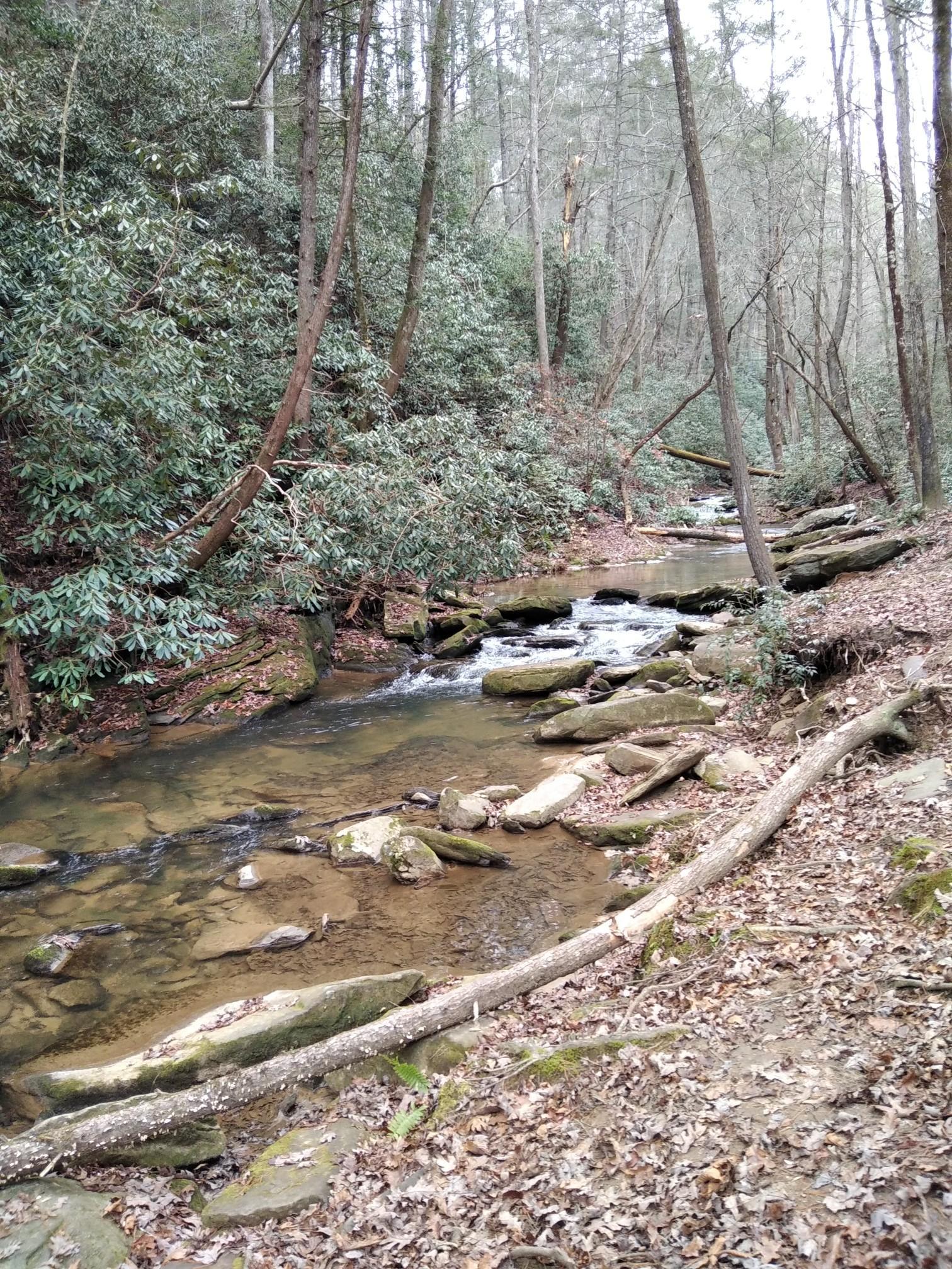 A rocky stream flows through a quiet, wooded forest on an overcast day.