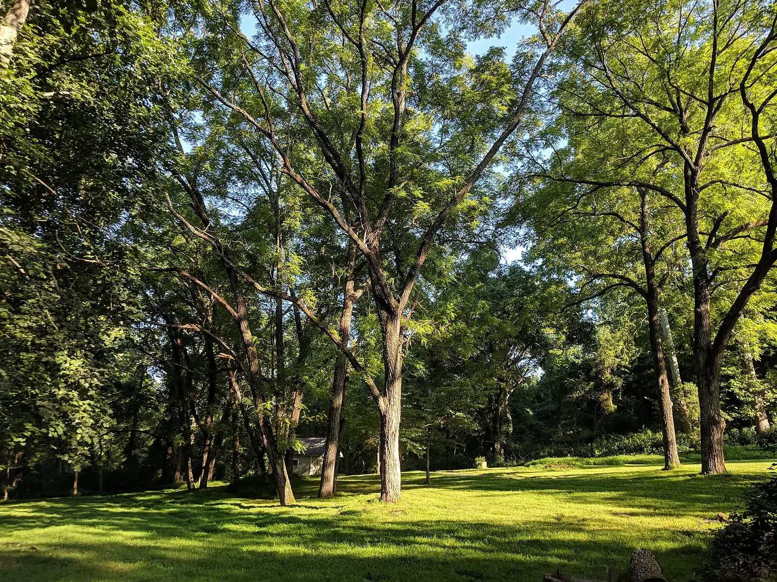 Sunny clearing surrounded by tall green trees, with dappled light on the grass.