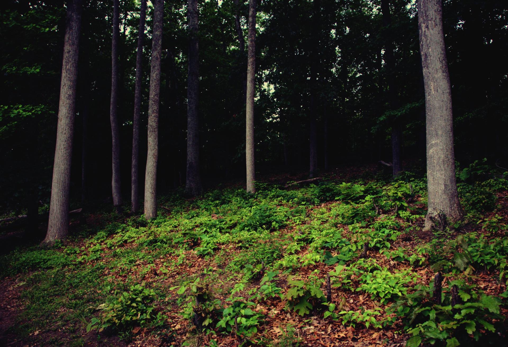 Dark forest with tall trees and green undergrowth on a sloping hillside.